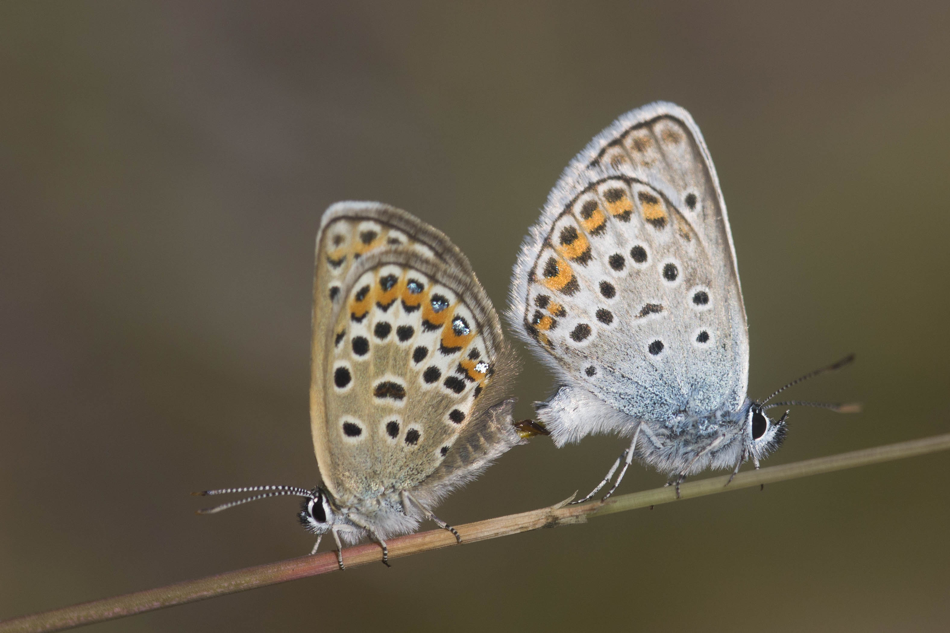 Silver studded blue  - Plejebus argus