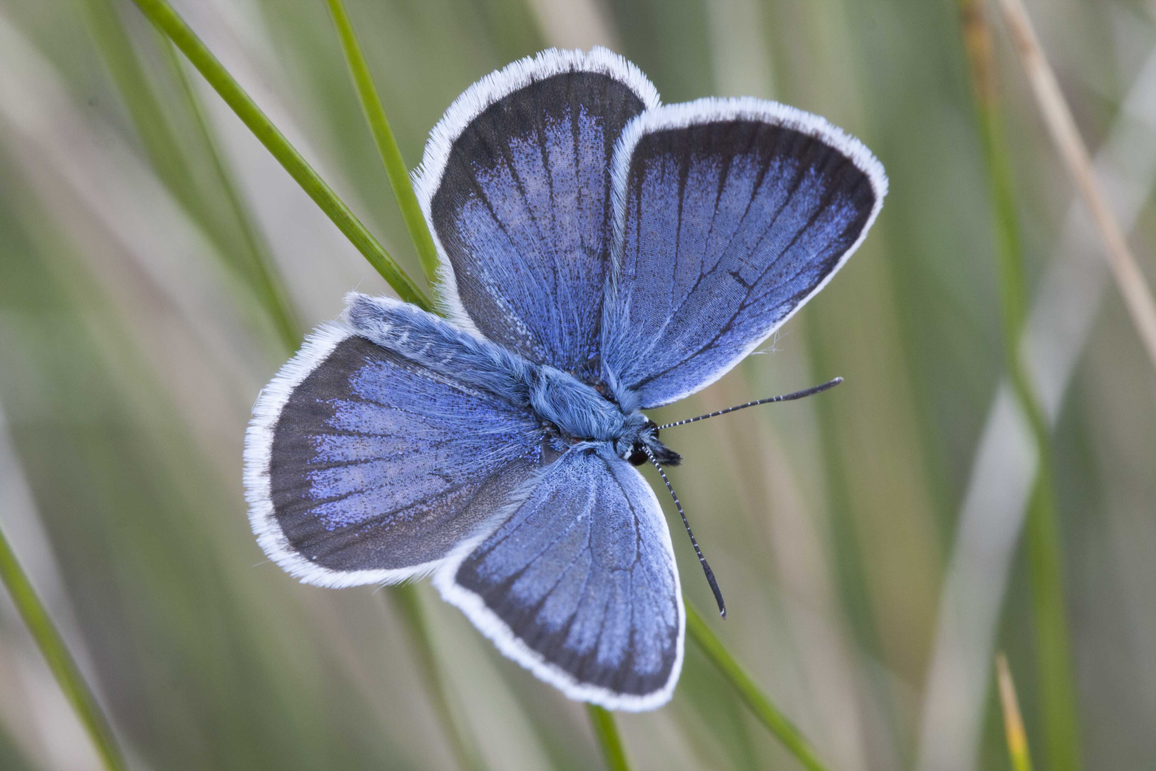 Silver studded blue  - Plejebus argus