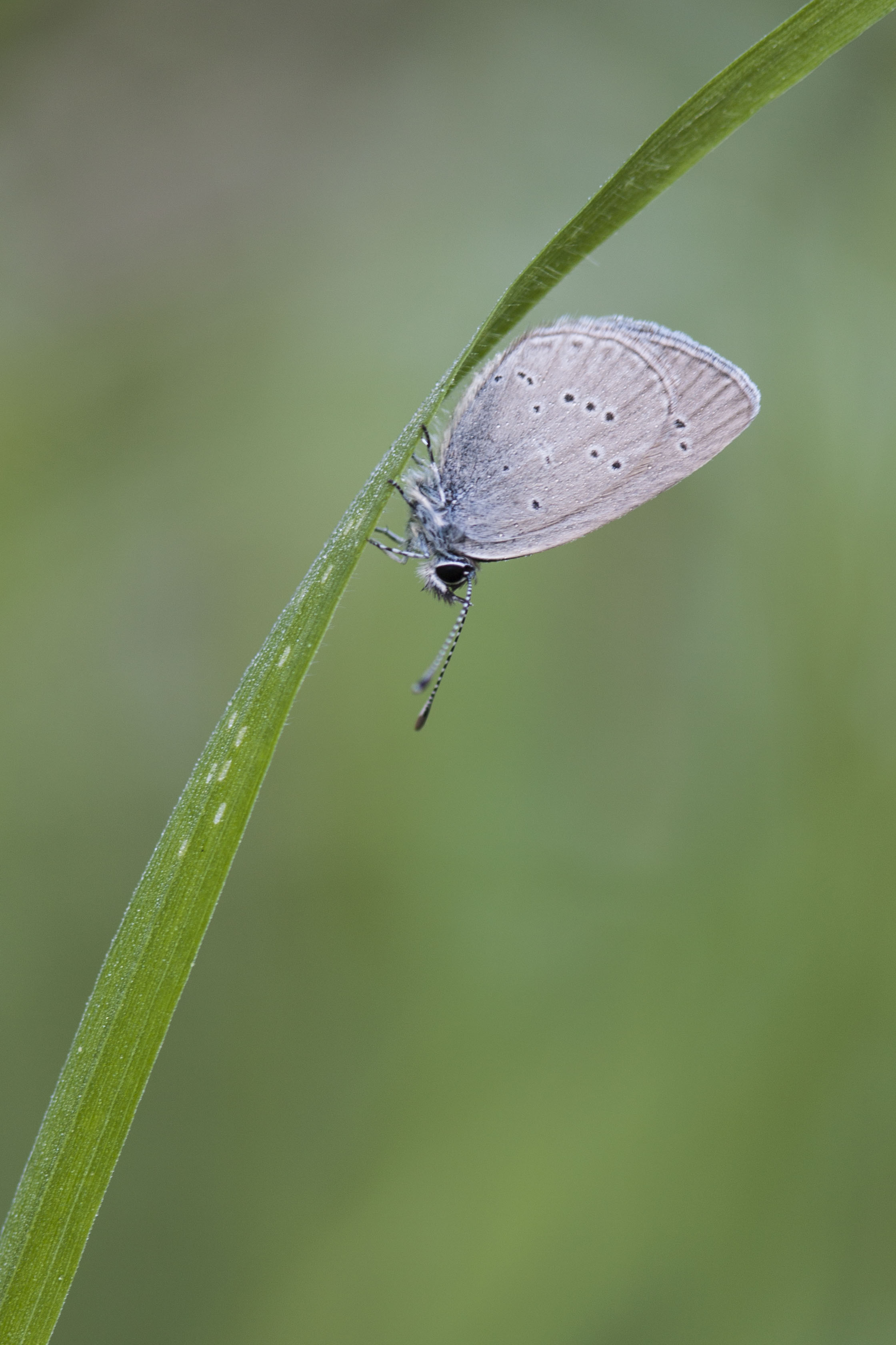 Little blue  - Cupidus minimus