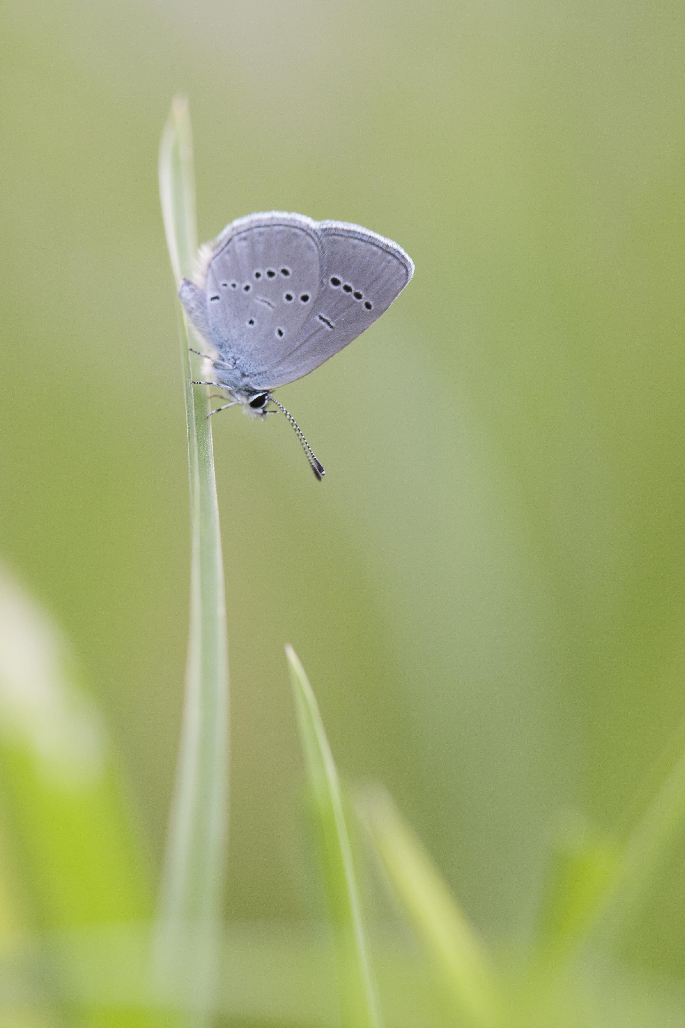 Little blue  - Cupidus minimus