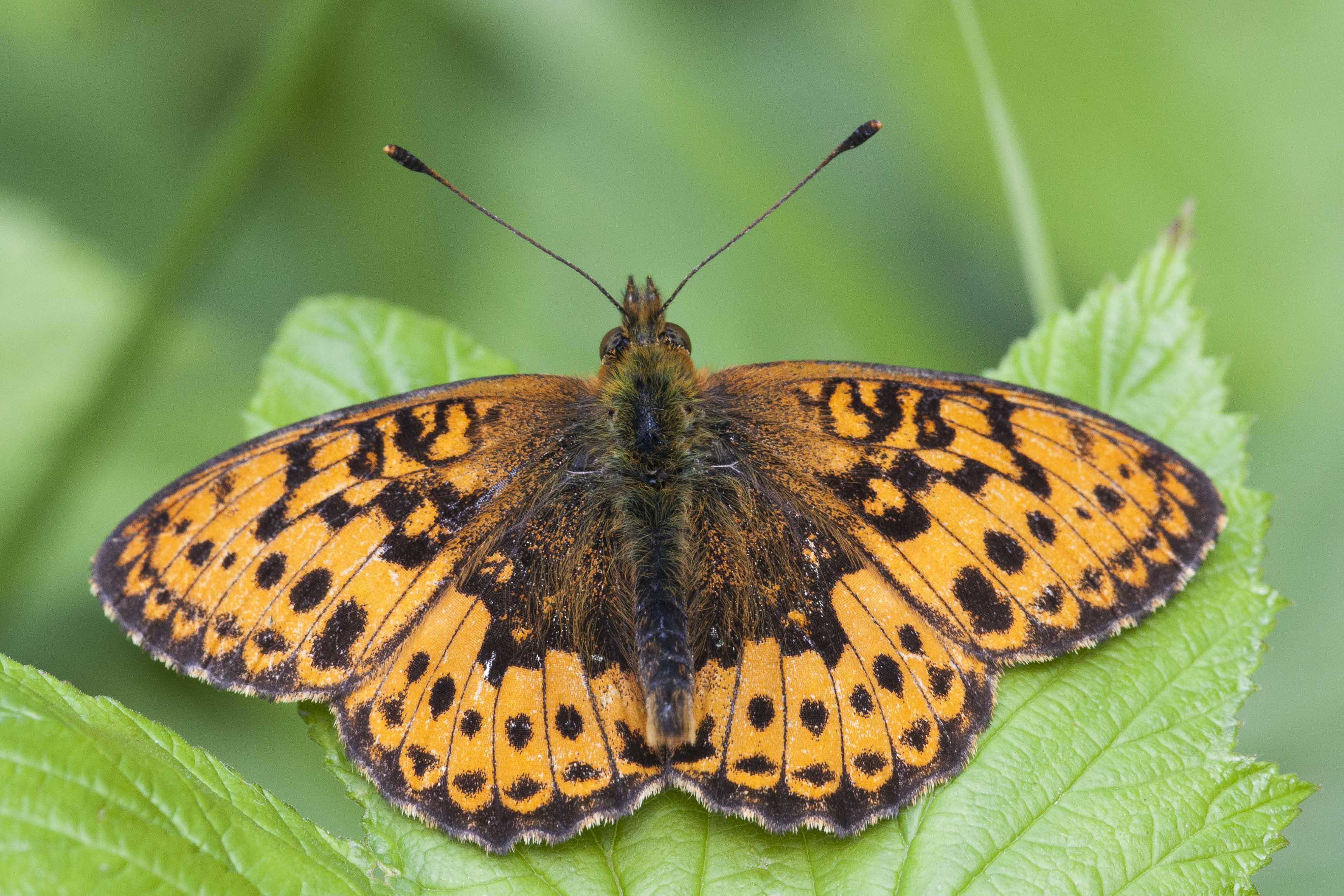 Lesser marbled fritillary  - Brenthis ino