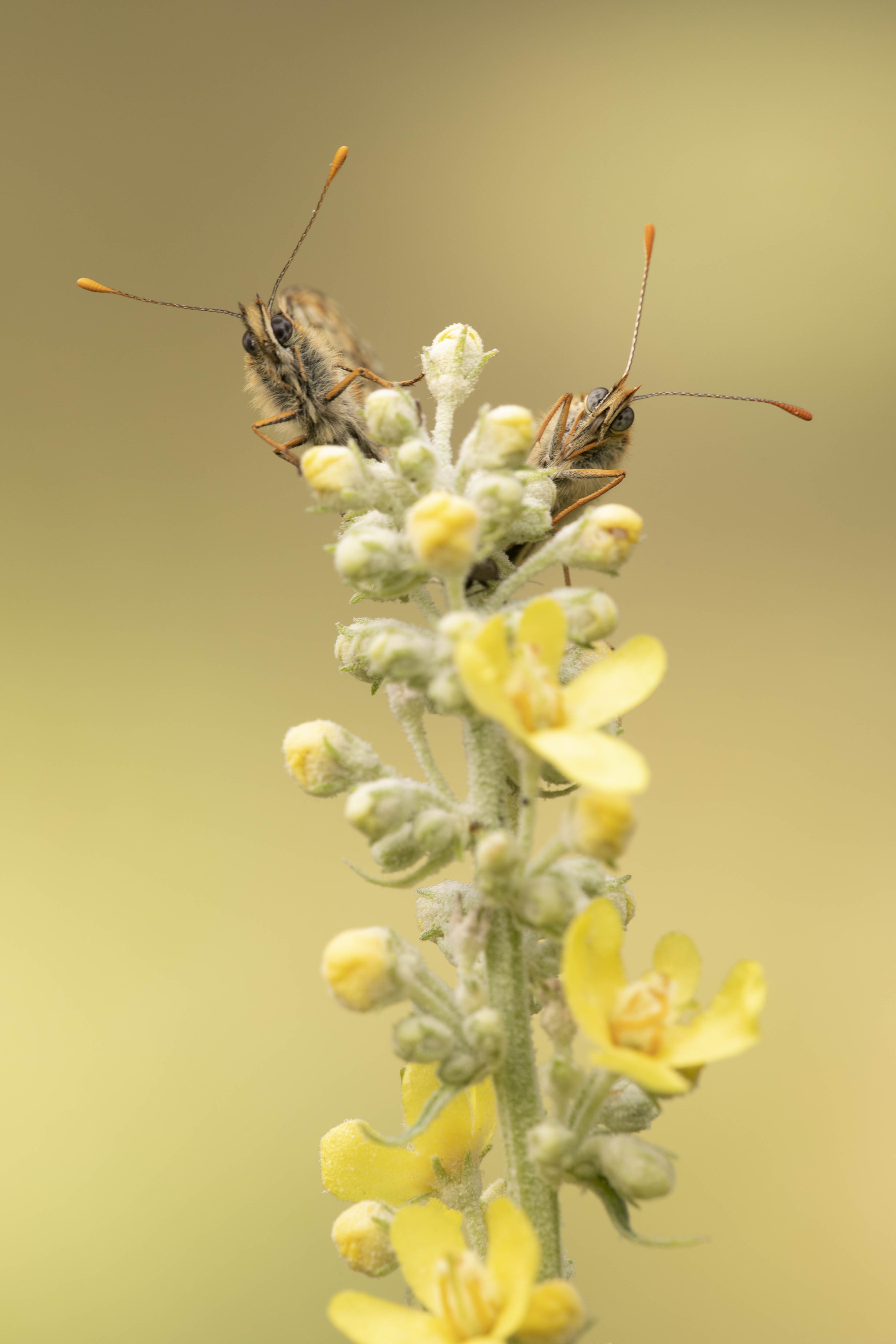Bosparelmoervlinder (Mellicta athalia) - 7/2021 - Castell (FR)