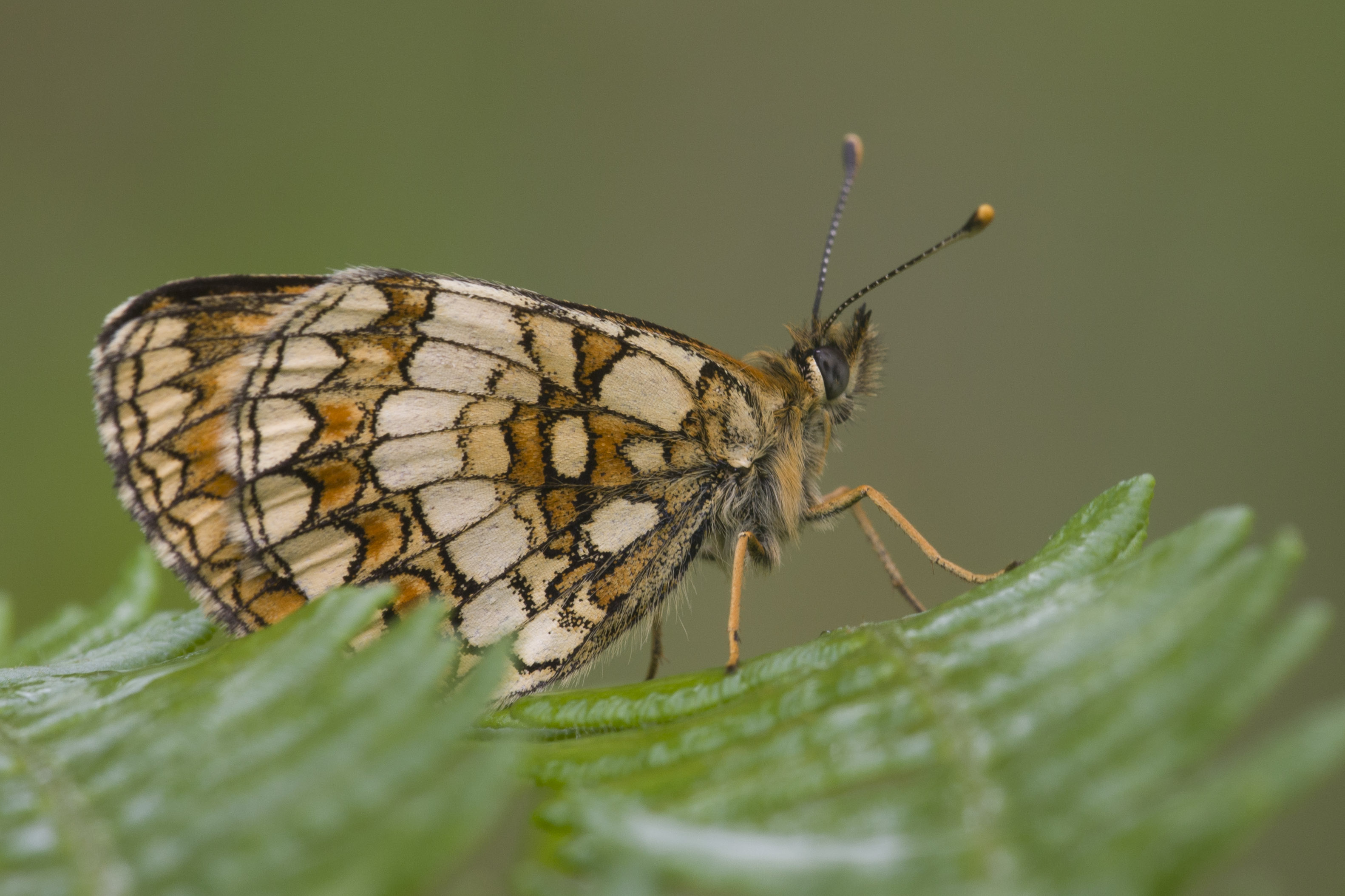 Bosparelmoervlinder  - Melitaea athalia