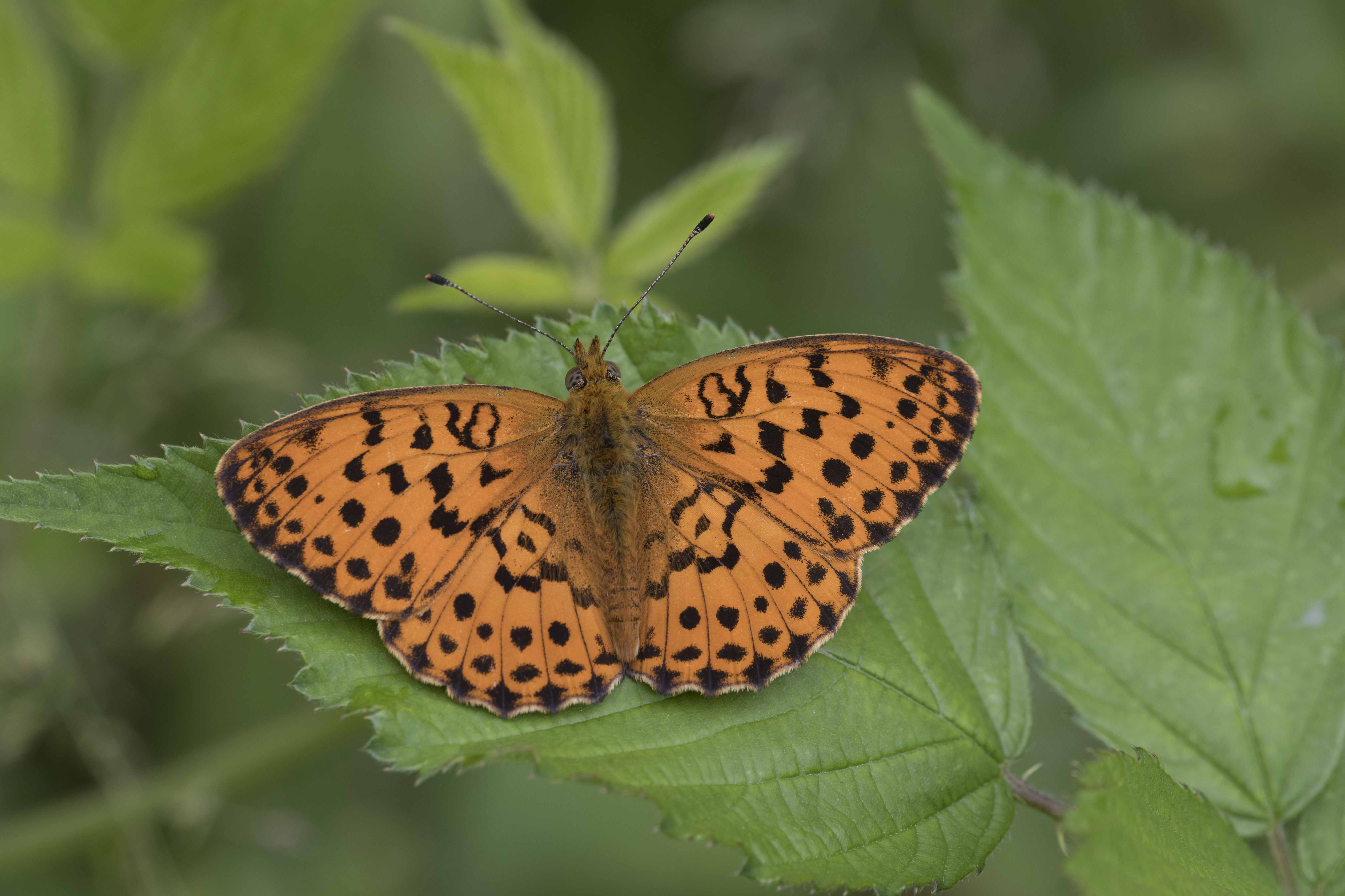 Marbled fritillary  - Brenthis daphne