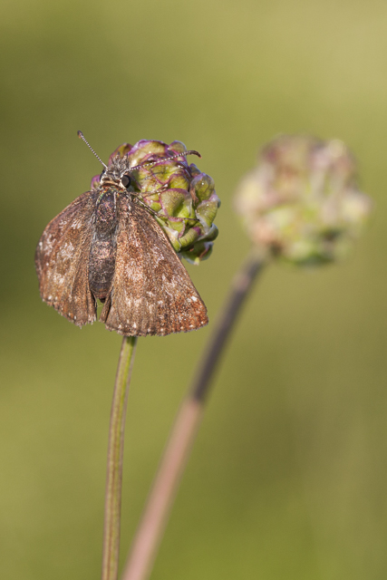  Dingy skipper  - Erynnis tages