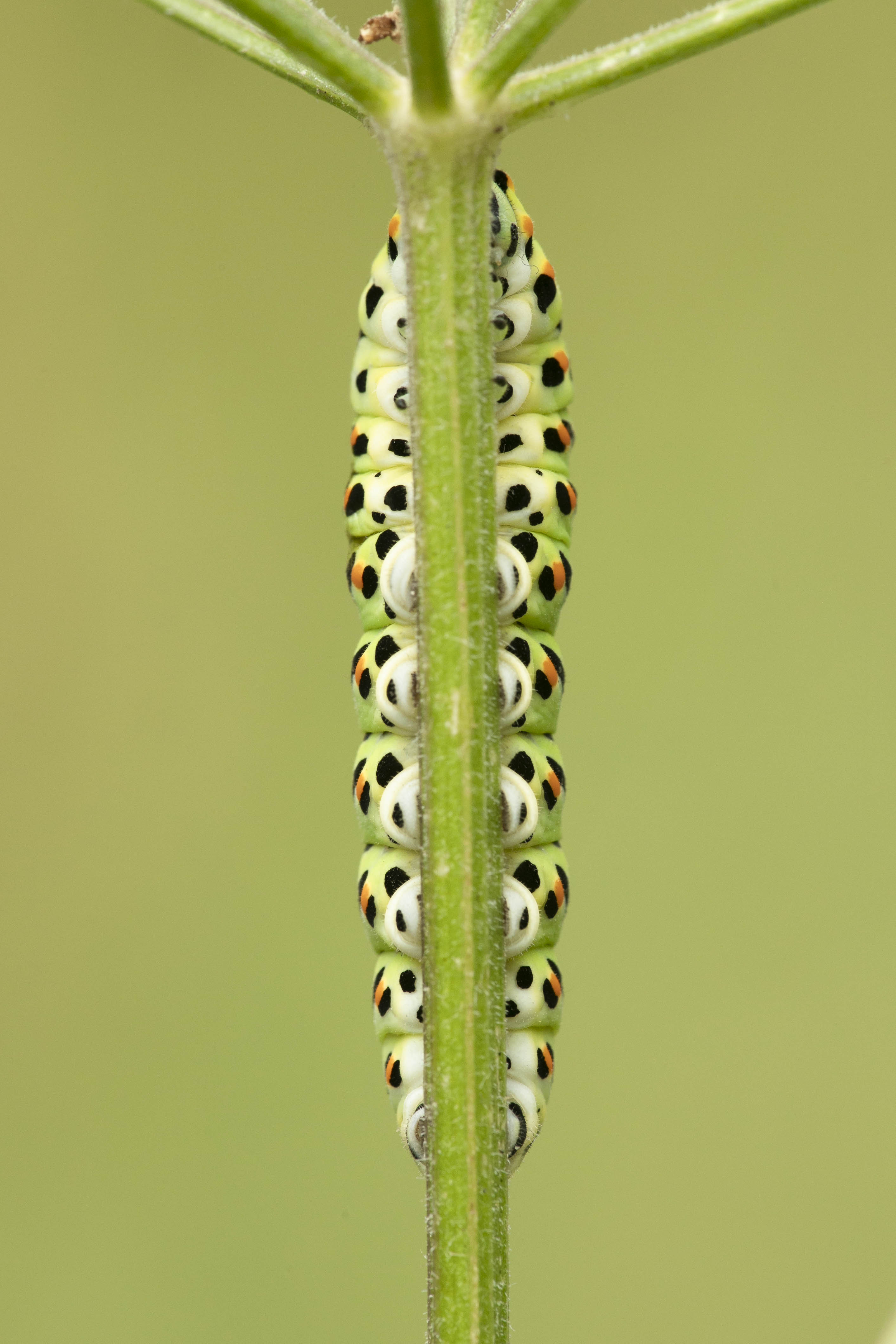 Swallowtail  - Papilio machaon