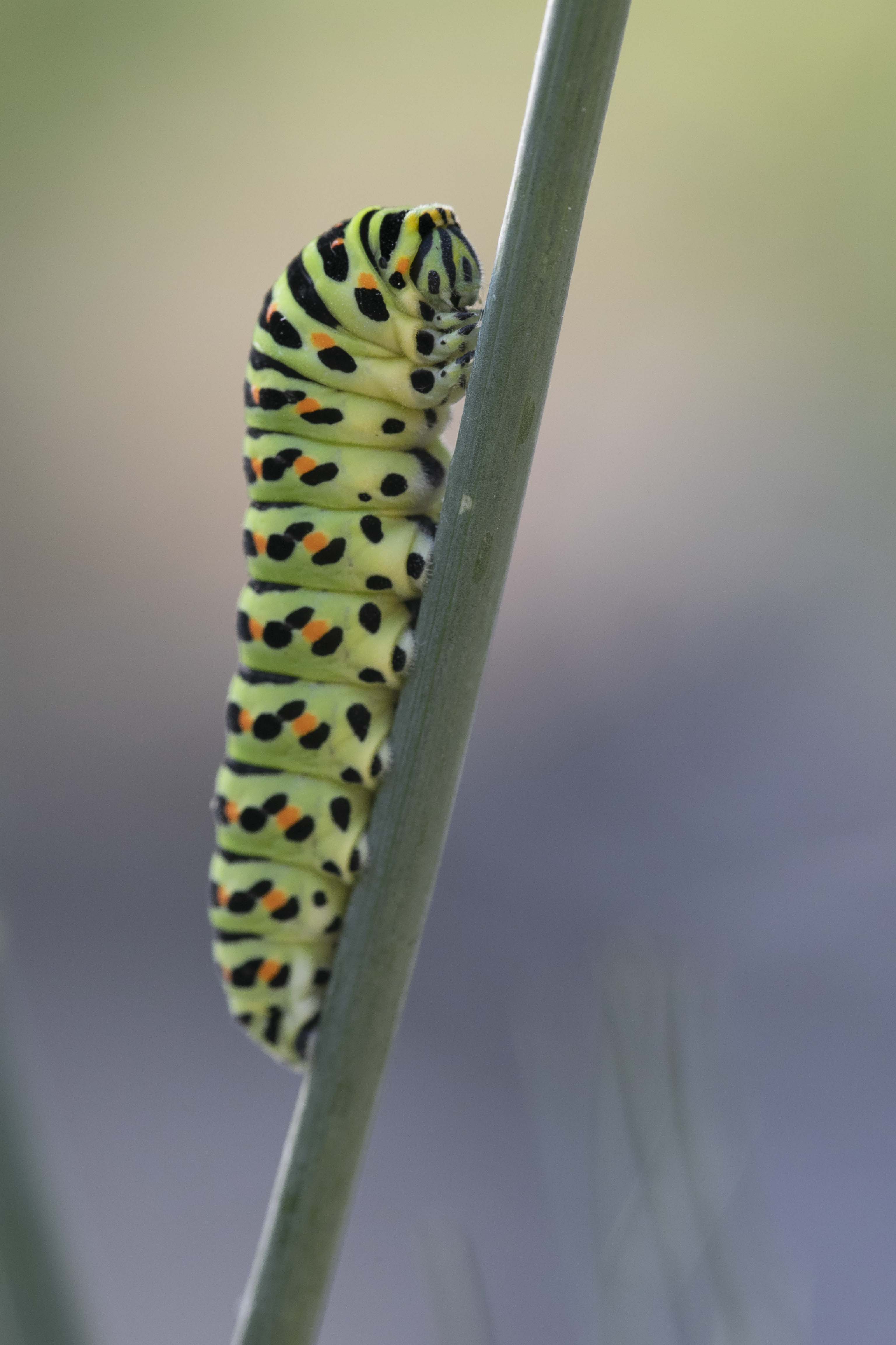 Swallowtail  - Papilio machaon