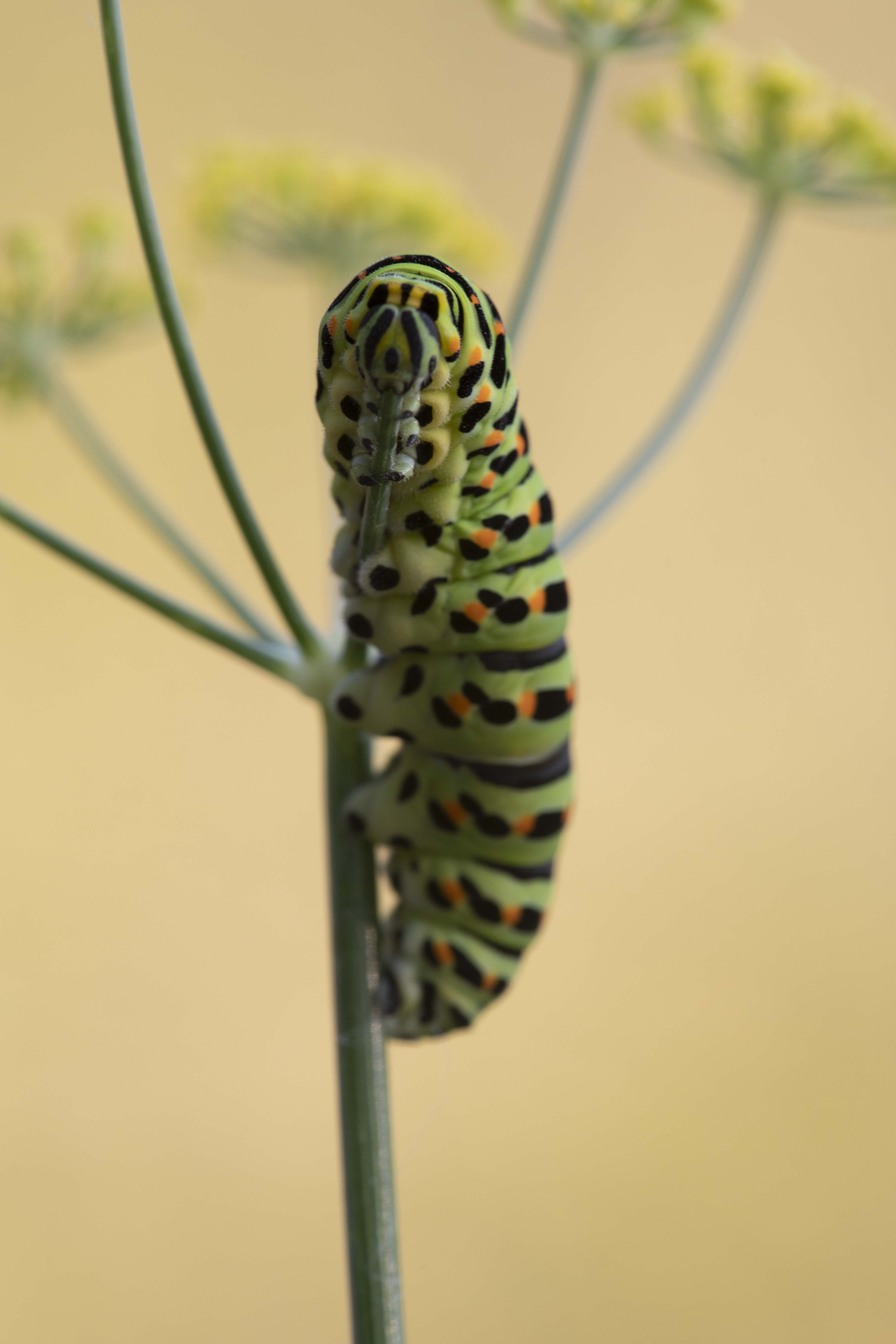 Swallowtail  (Papilio machaon)
