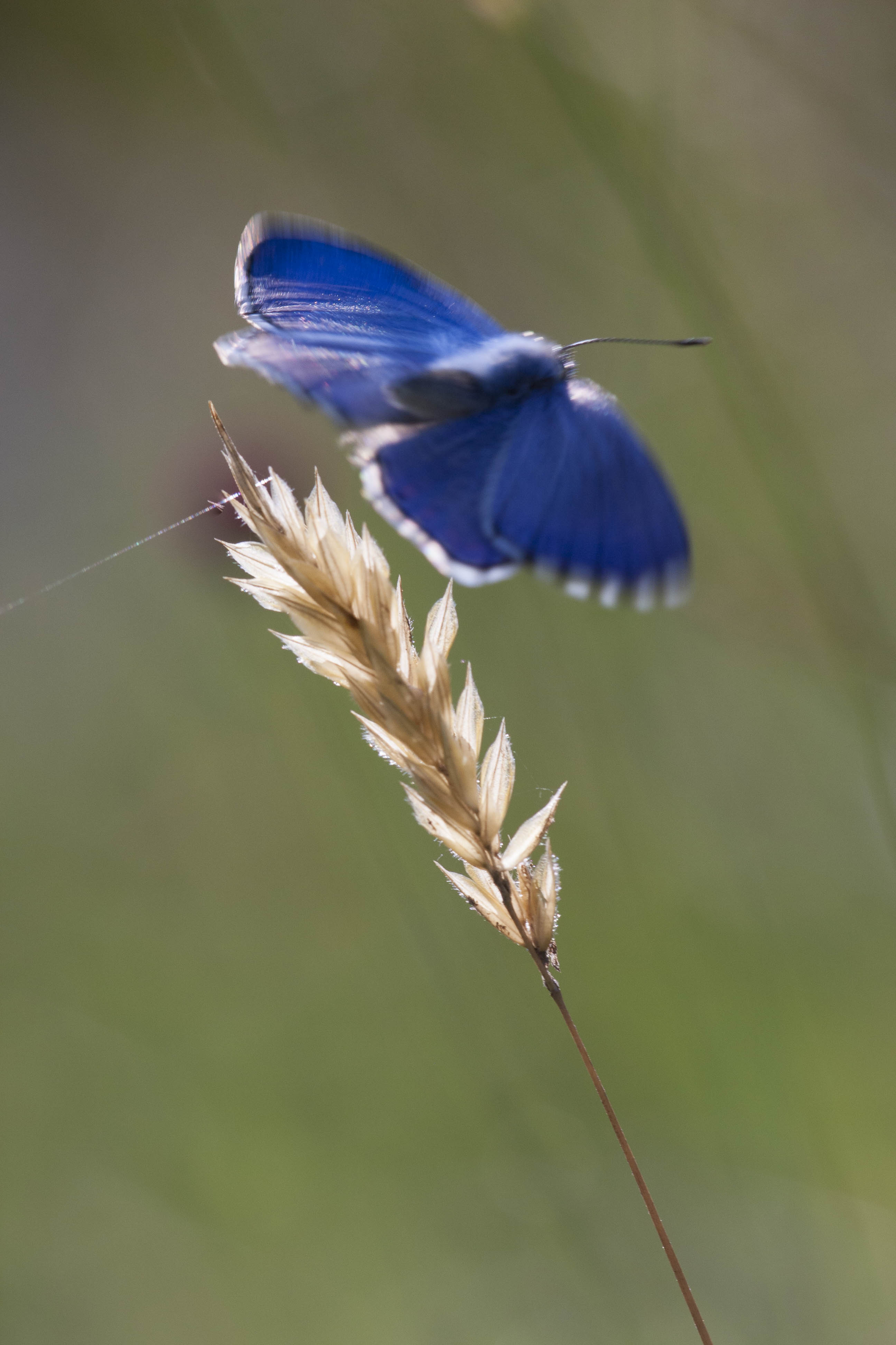Adonis blue  - Lysandra bellargus