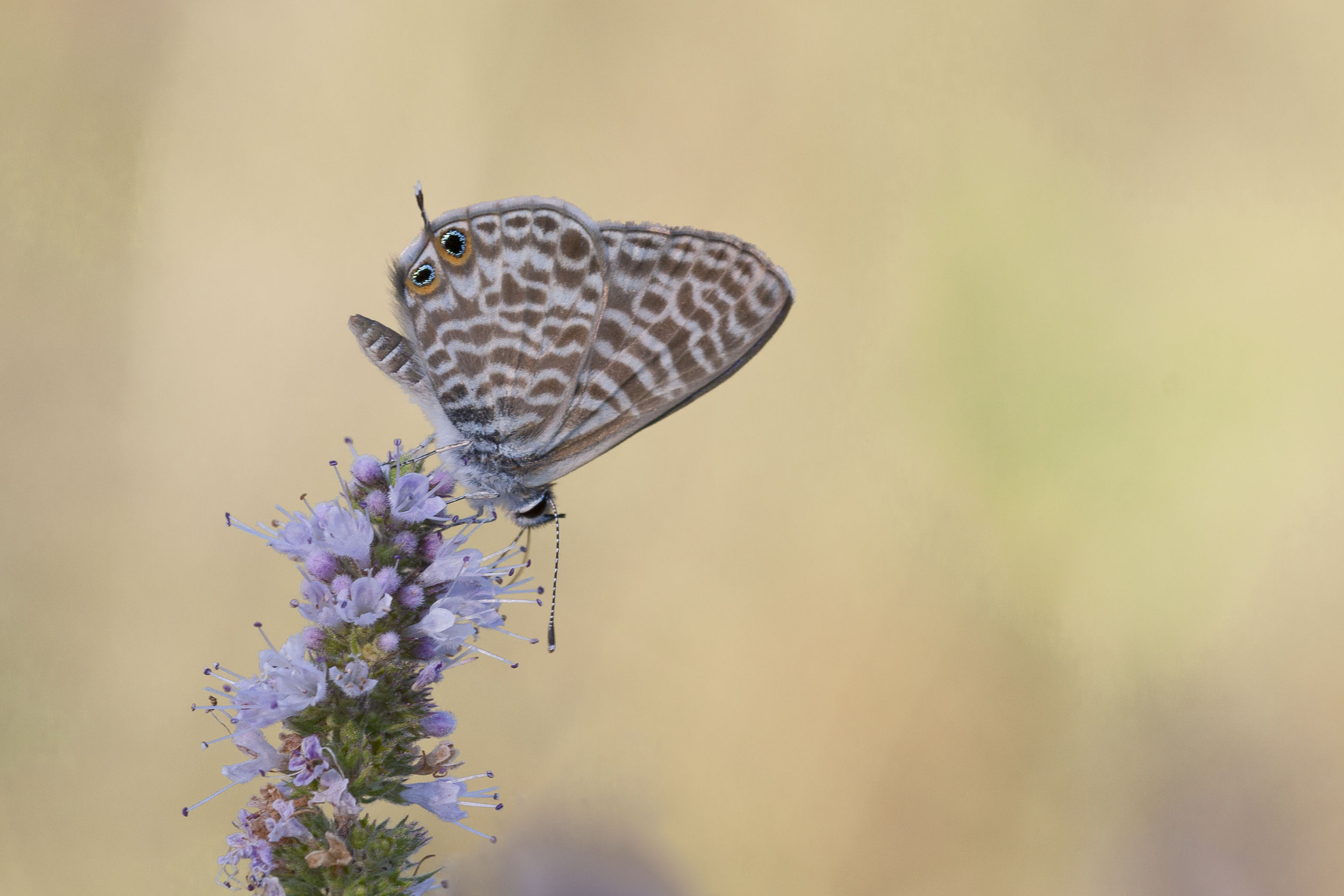 Lang's Short tailed Blue - Leptotes pirithous