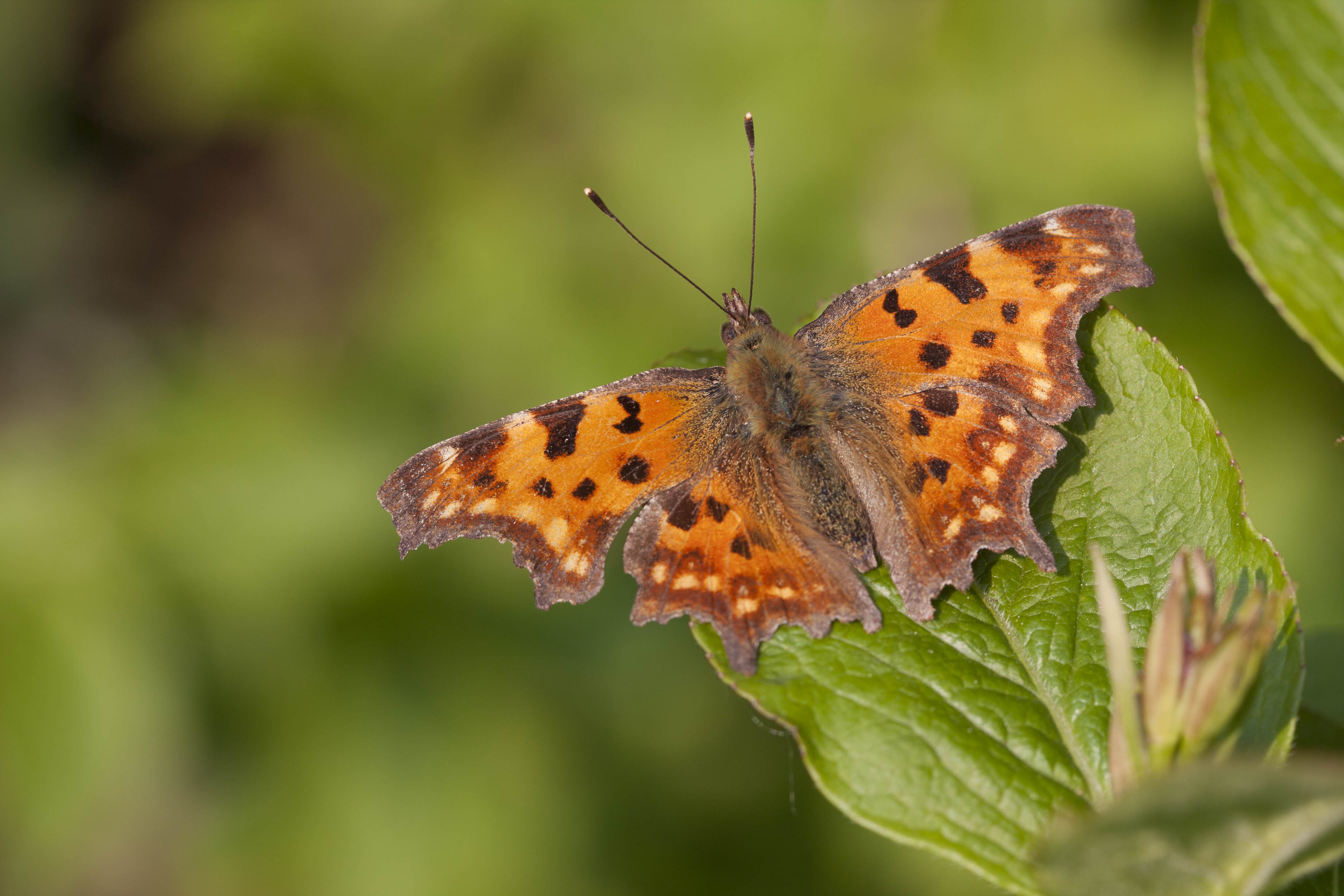 Comma butterfly -  Polygonia C-Album