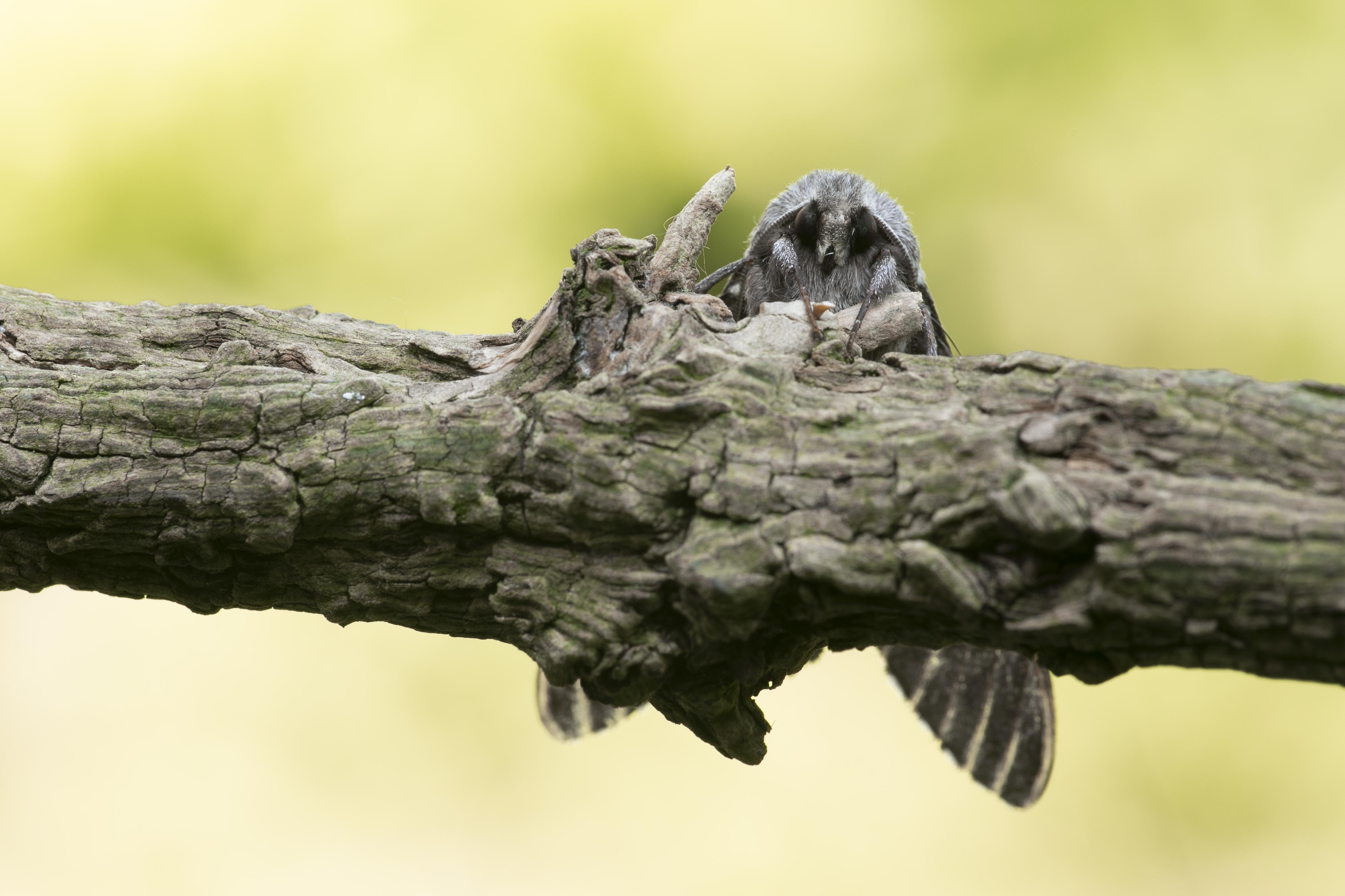 Pine hawk-mot (Sphynx pinastri)