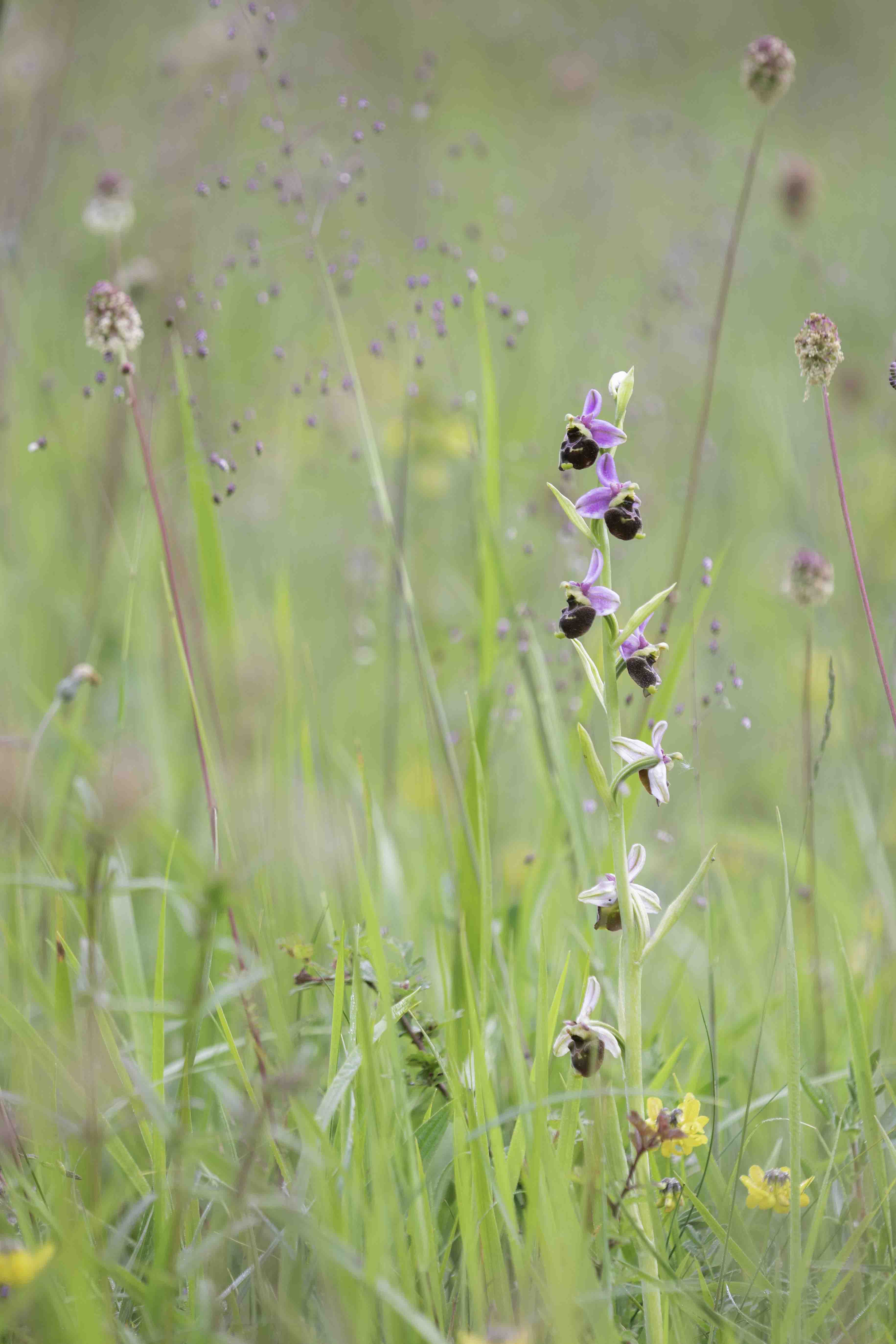  Late Spider-orchid (Ophrys fuciflora)