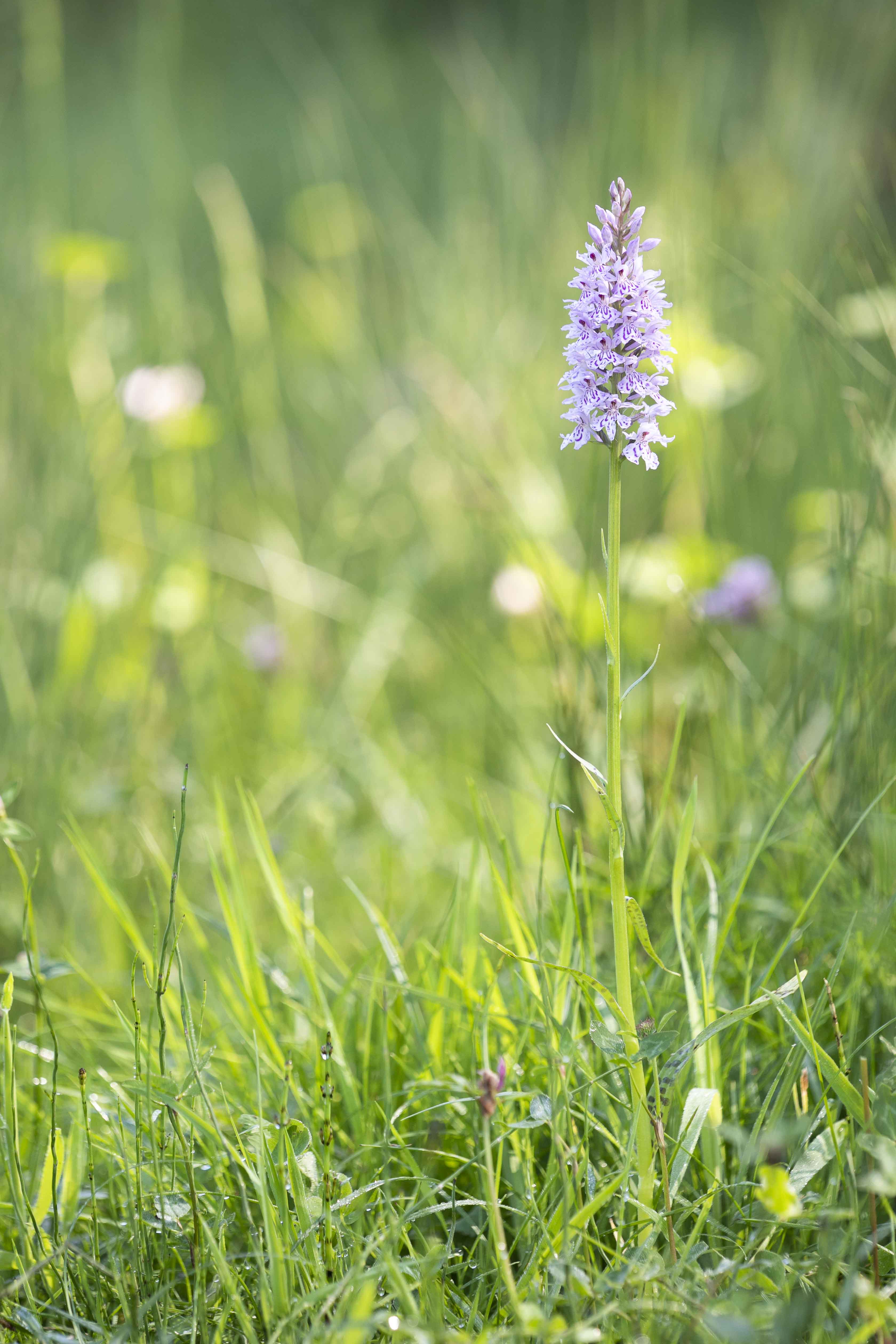 Common spotted orchid (Dactylorhiza fuchsii)