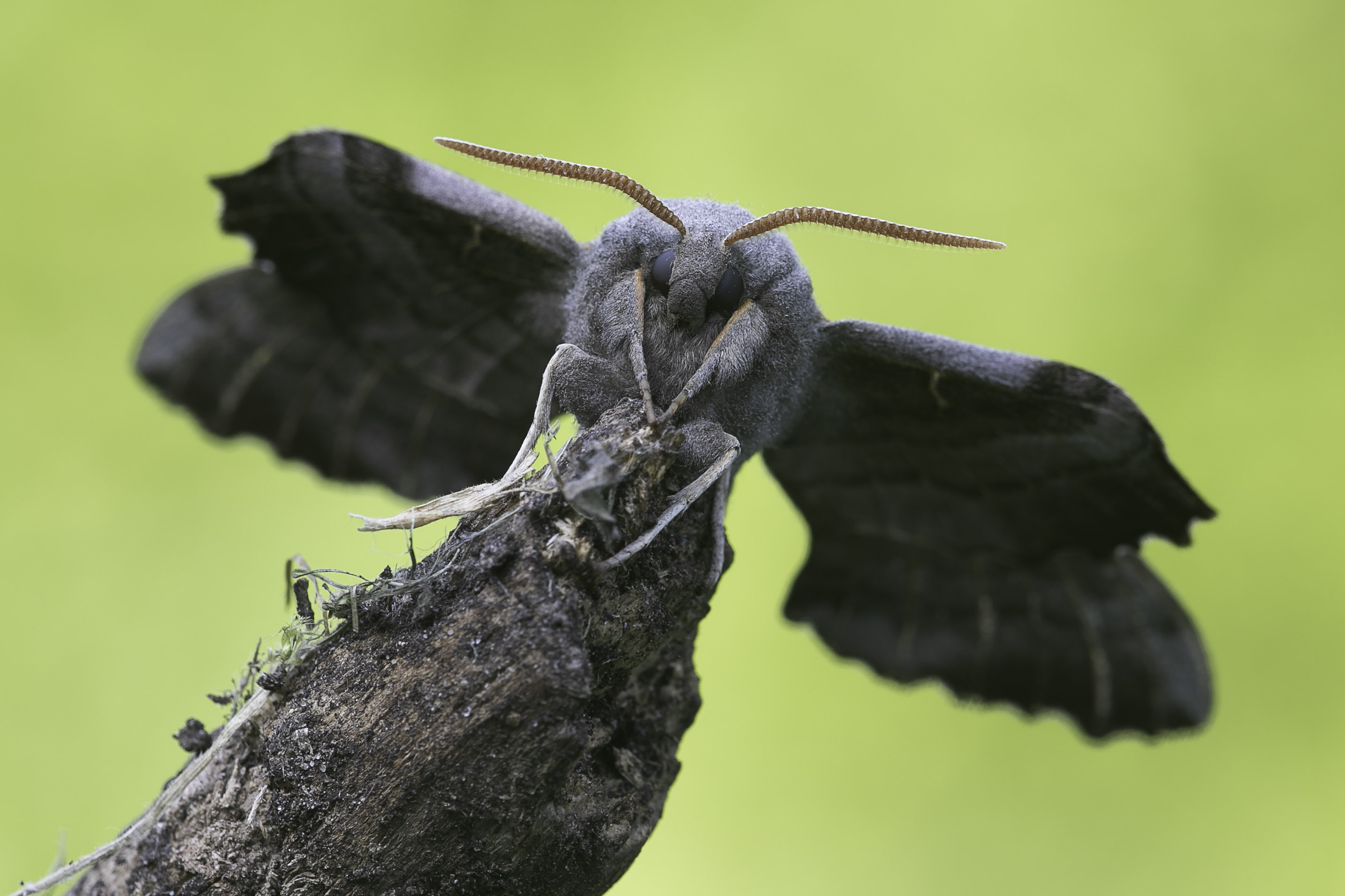 poplar hawk-moth (Laothoe populi)