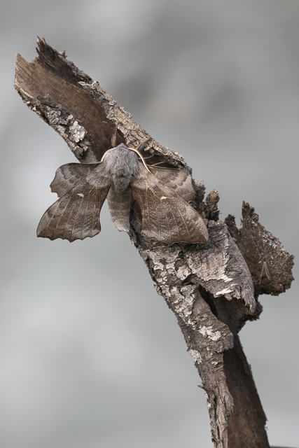poplar hawk-moth - Laothoe populi