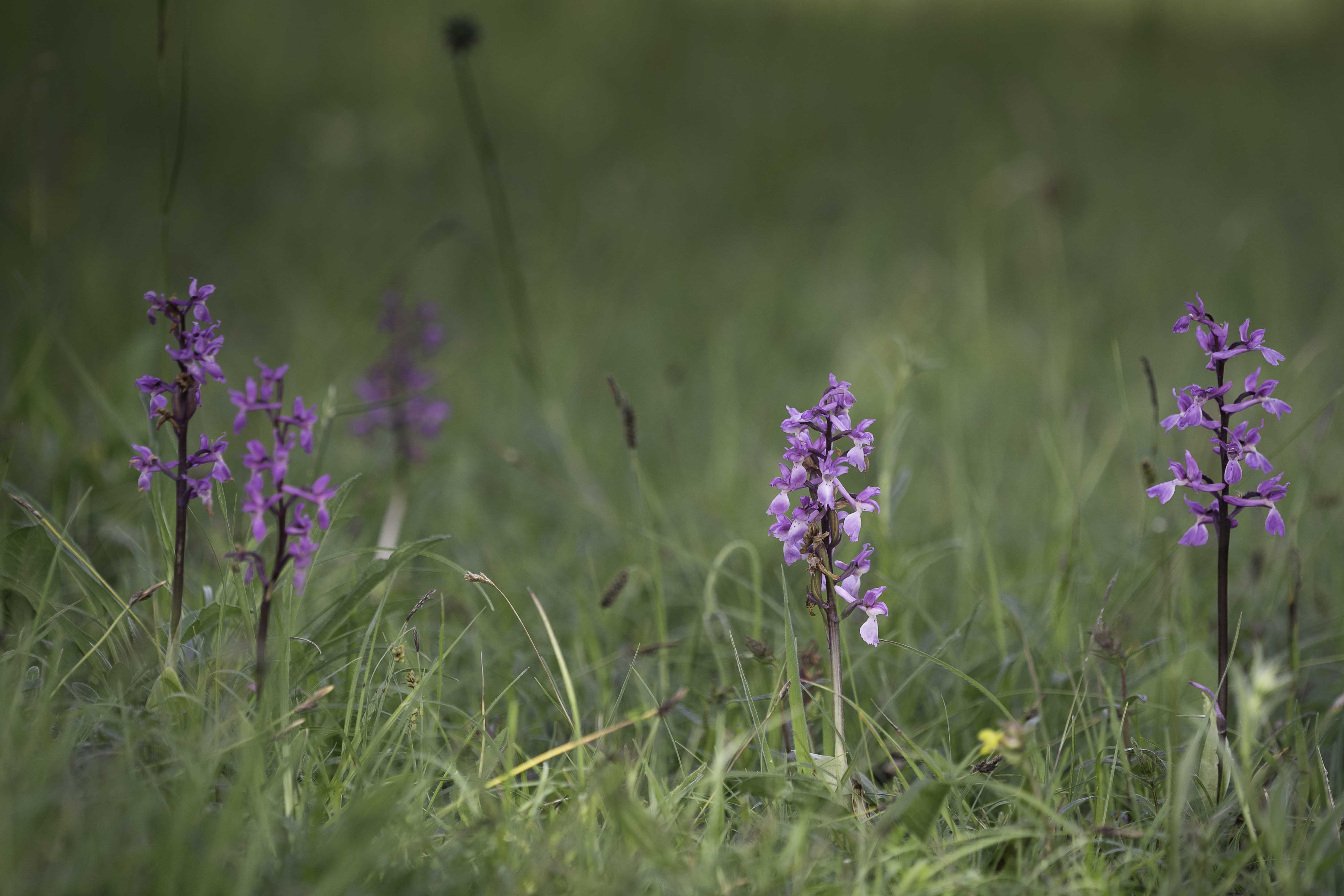 Early-purple orchid (Orchis mascula)