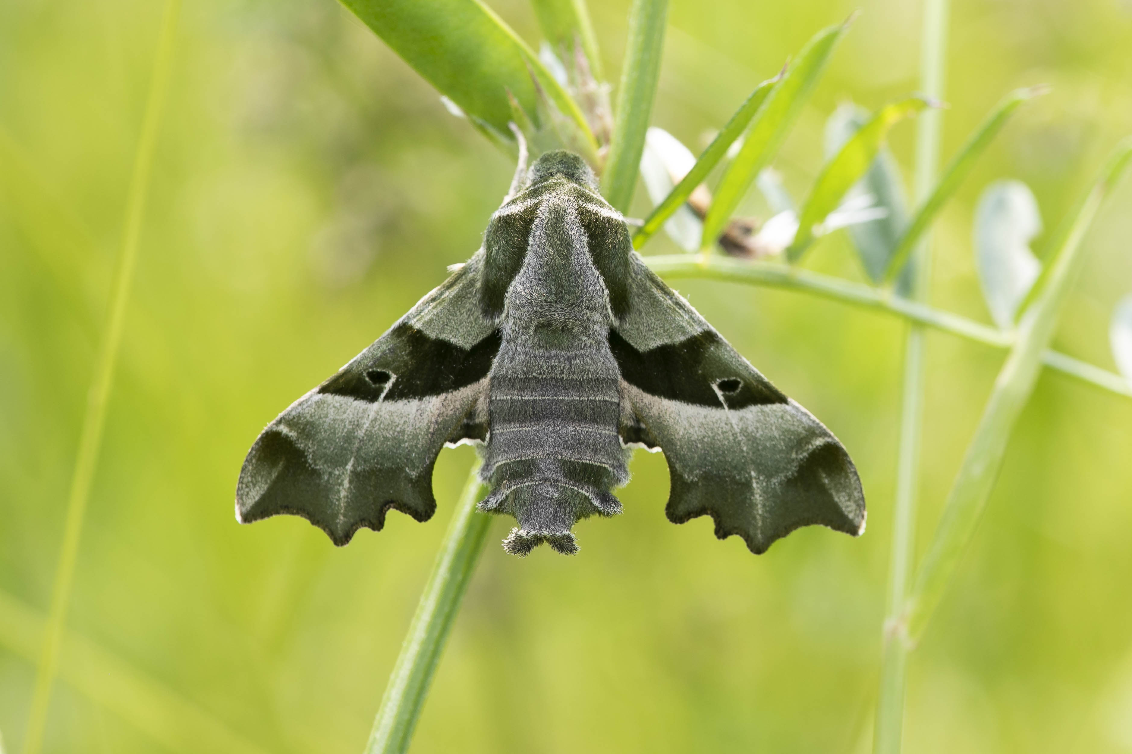 Willowherb Hawk-moth (Proserpinus proserpina)