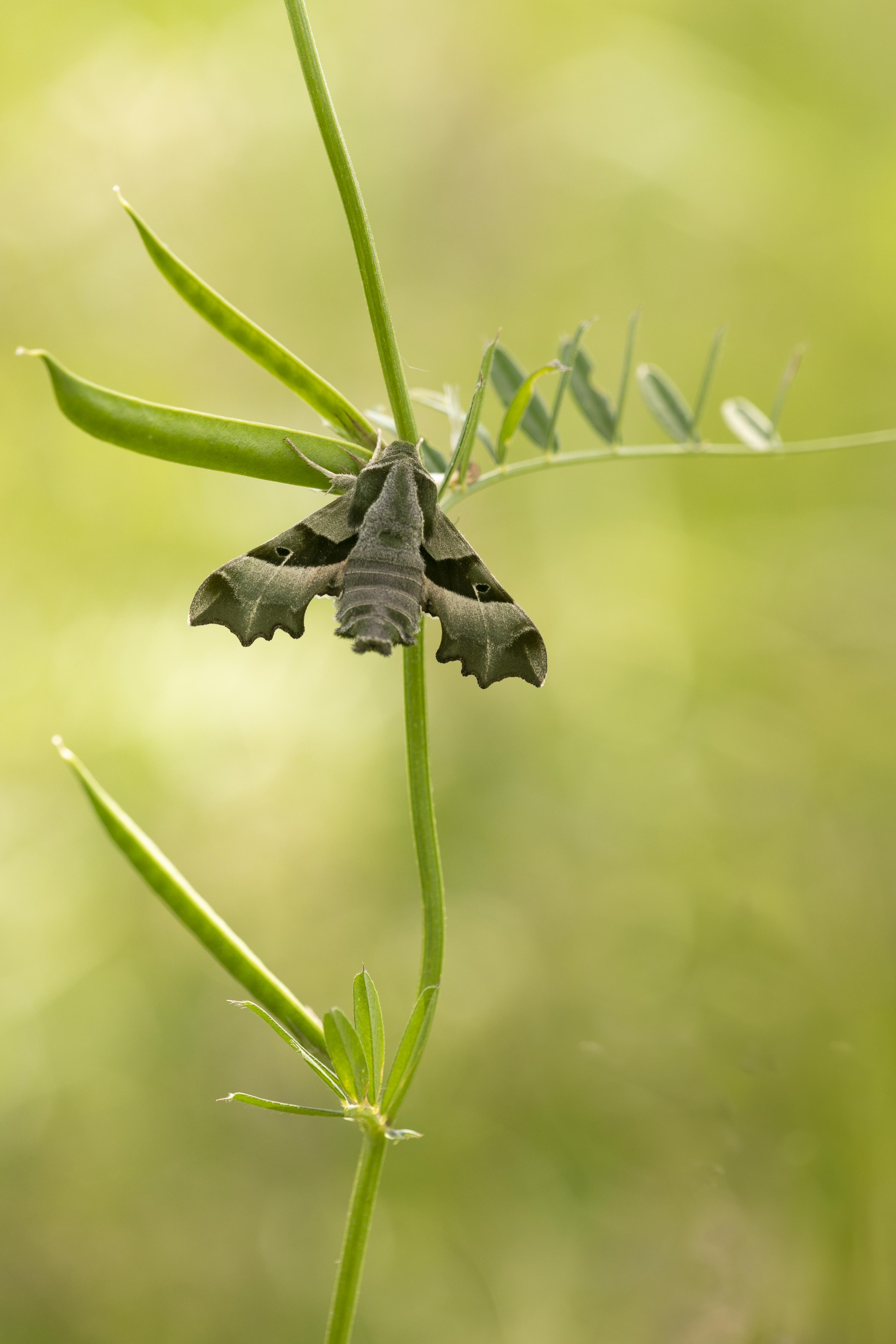 Willowherb Hawk-moth (Proserpinus proserpina)