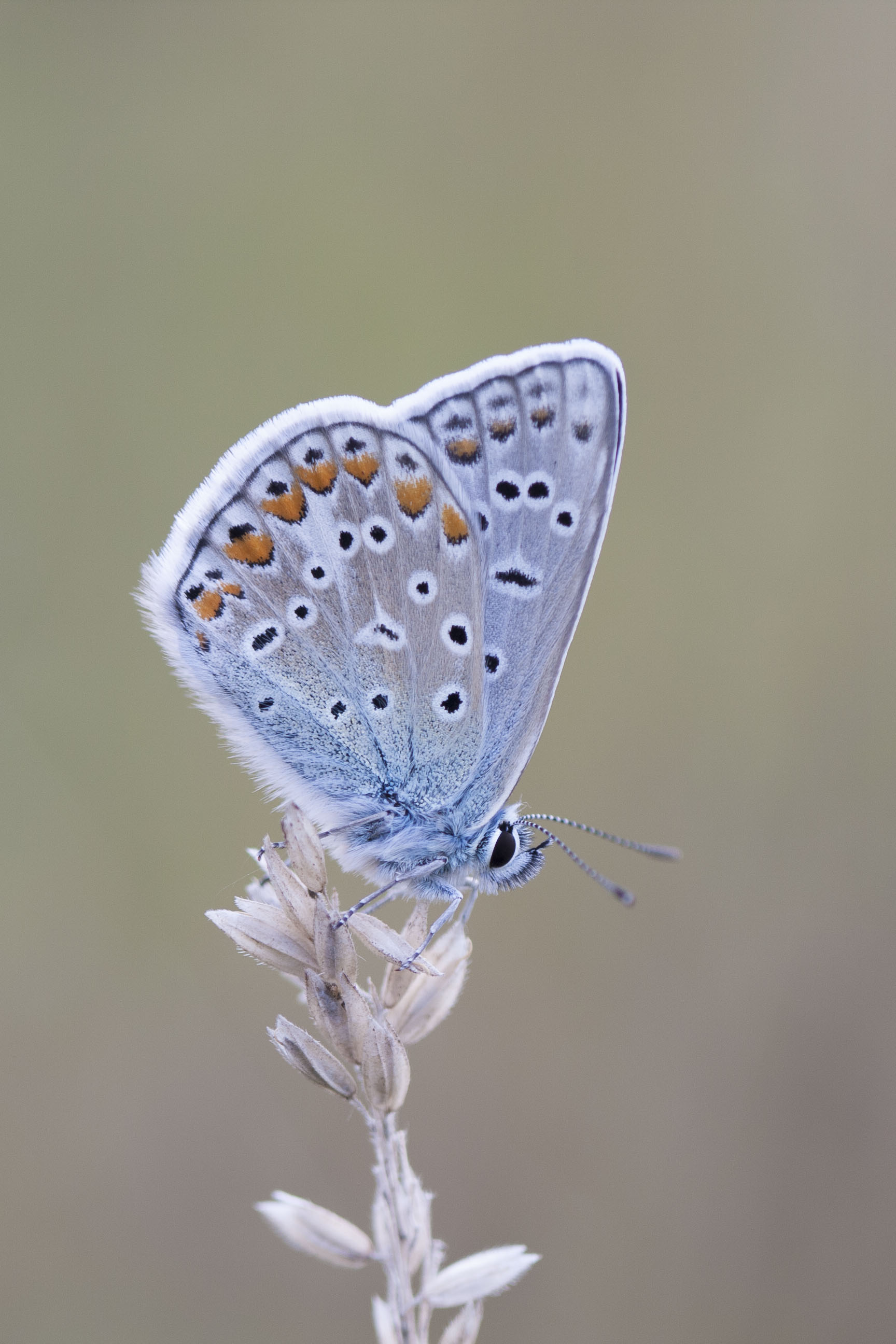 Common blue  - Polyommatus icarus