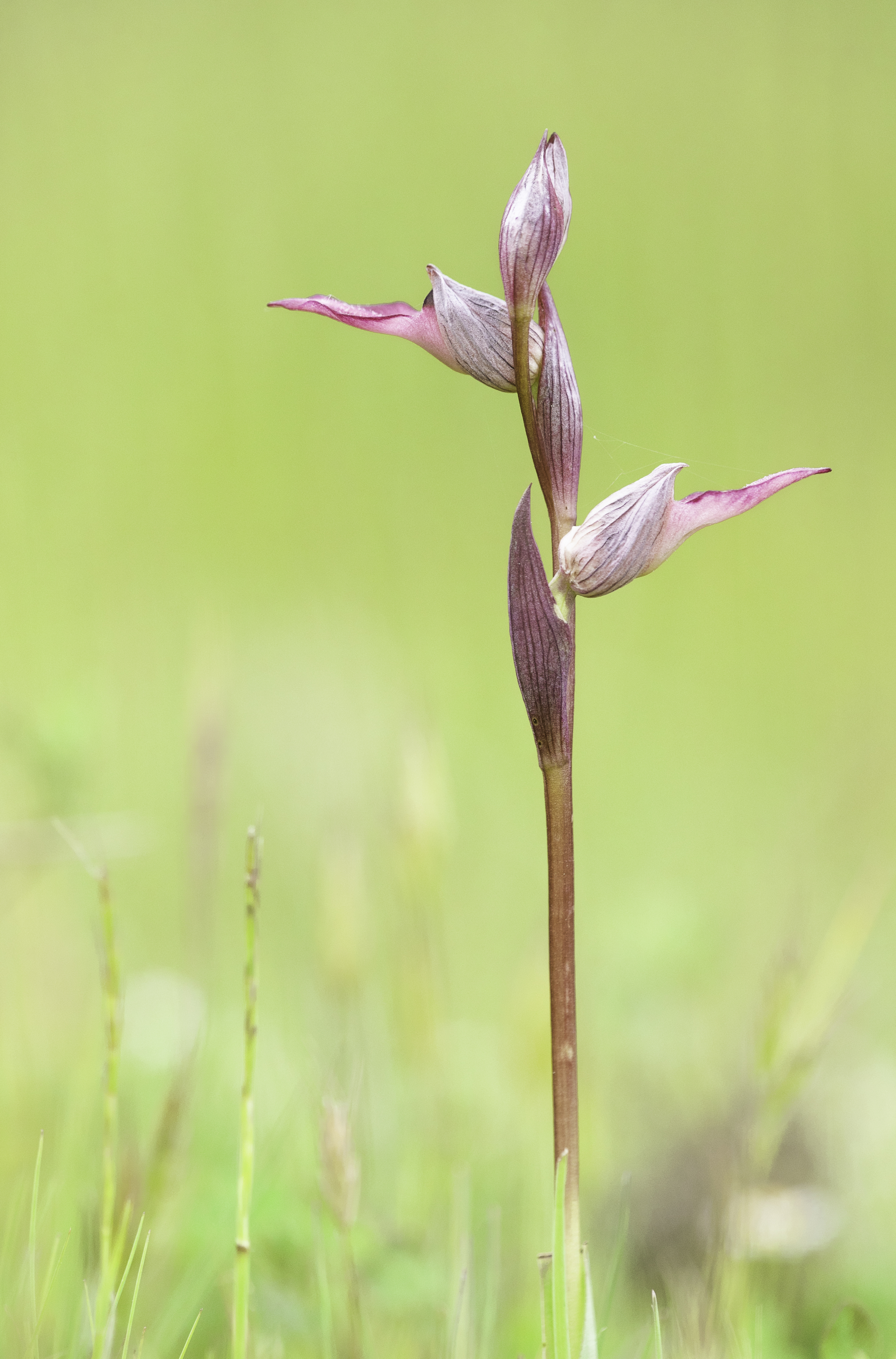 Tong Orchids (Serapias Genus)