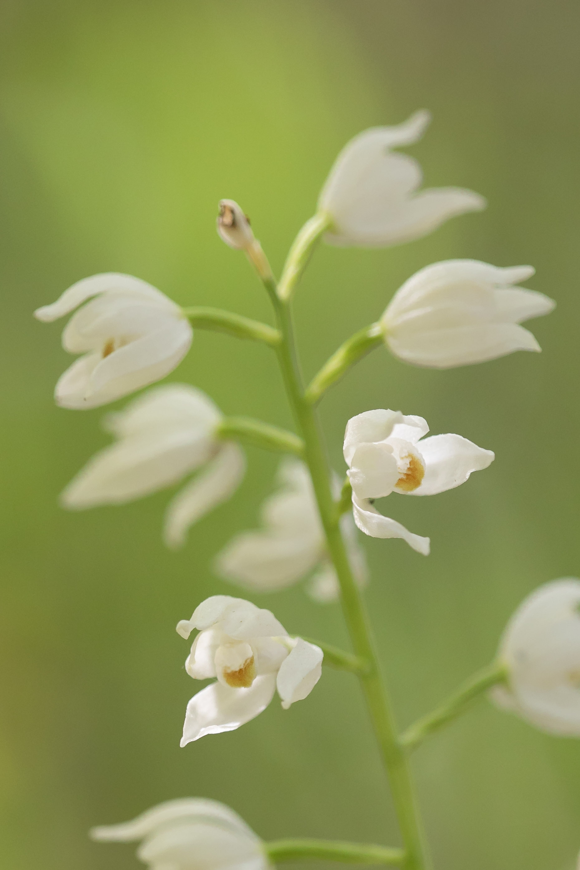 Sword-leaved Helleborine (Cephalanthera longifolia)