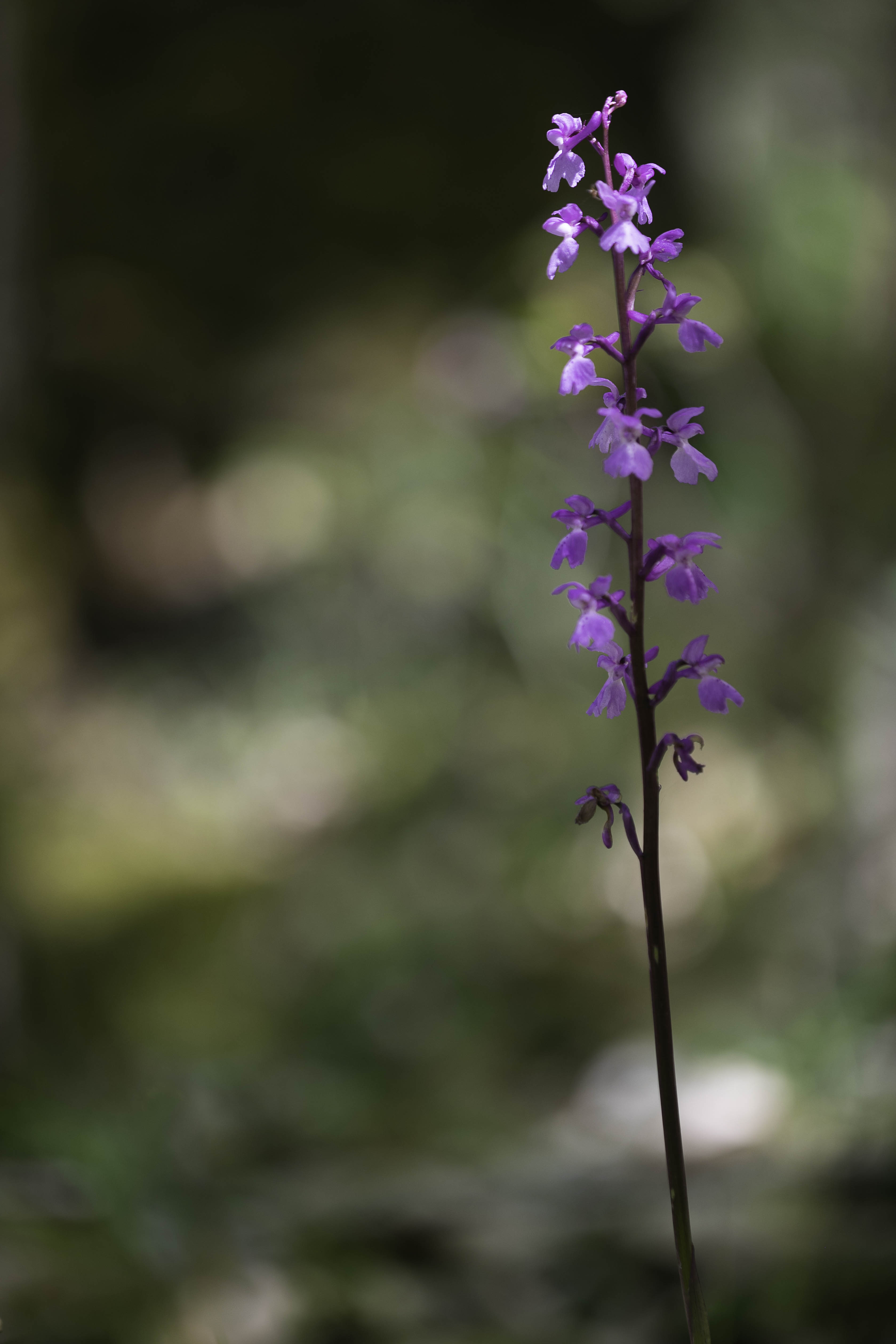 Sulphur Orchid (Dactylorhiza sulphurea / romana)