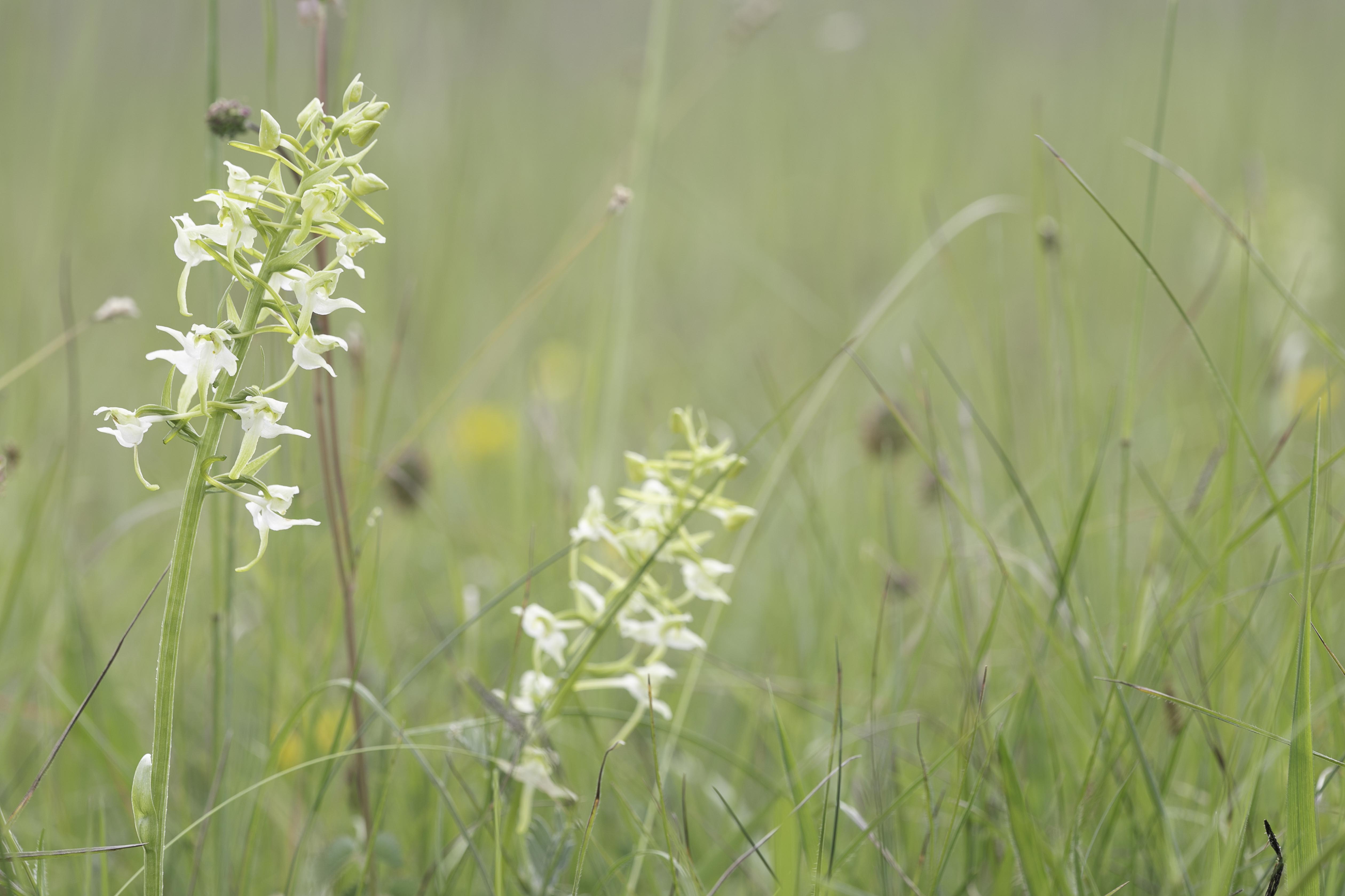 Greater Butterfly-Orchid (Platanthera chlorantha)