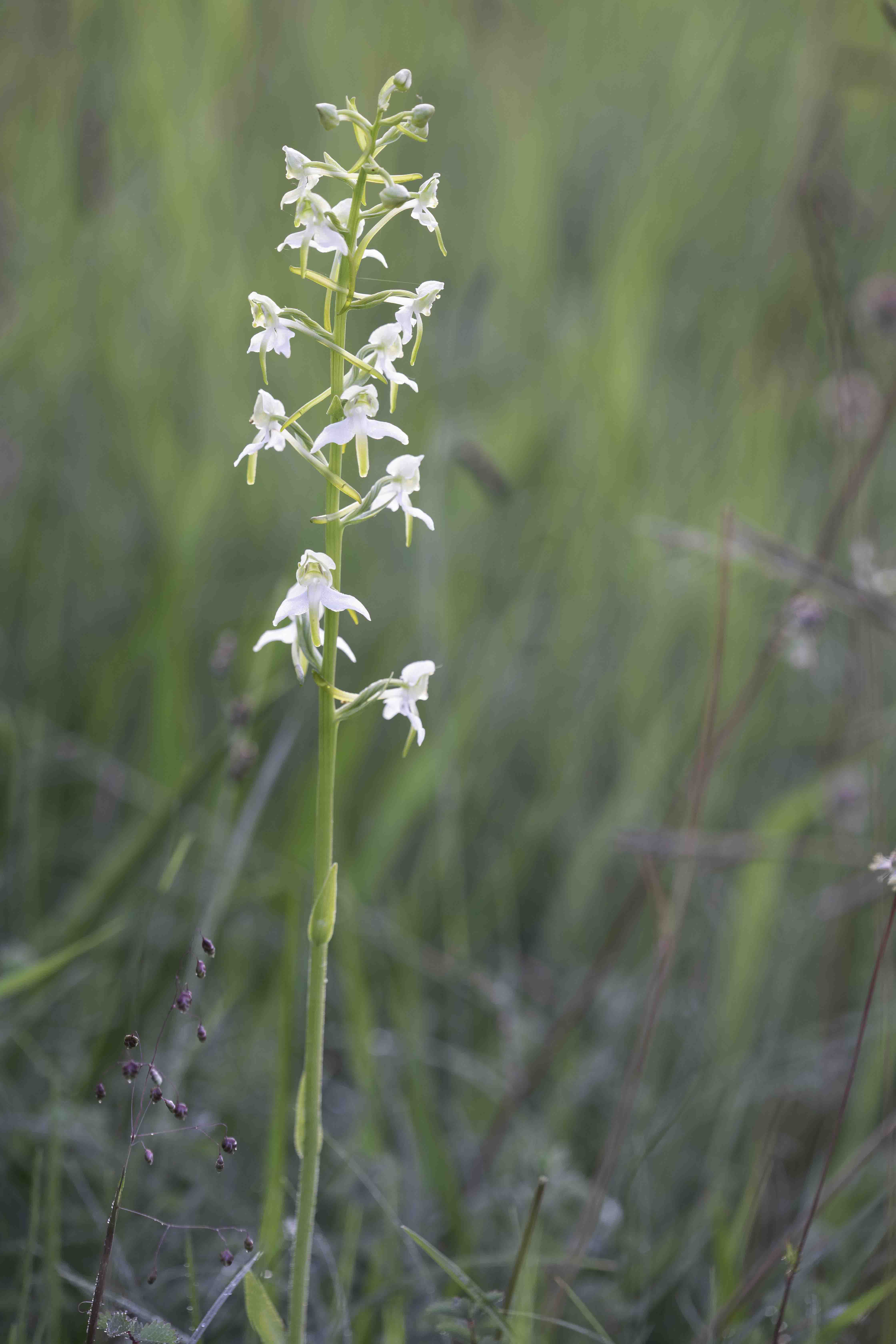 Greater Butterfly-Orchid (Platanthera chlorantha)