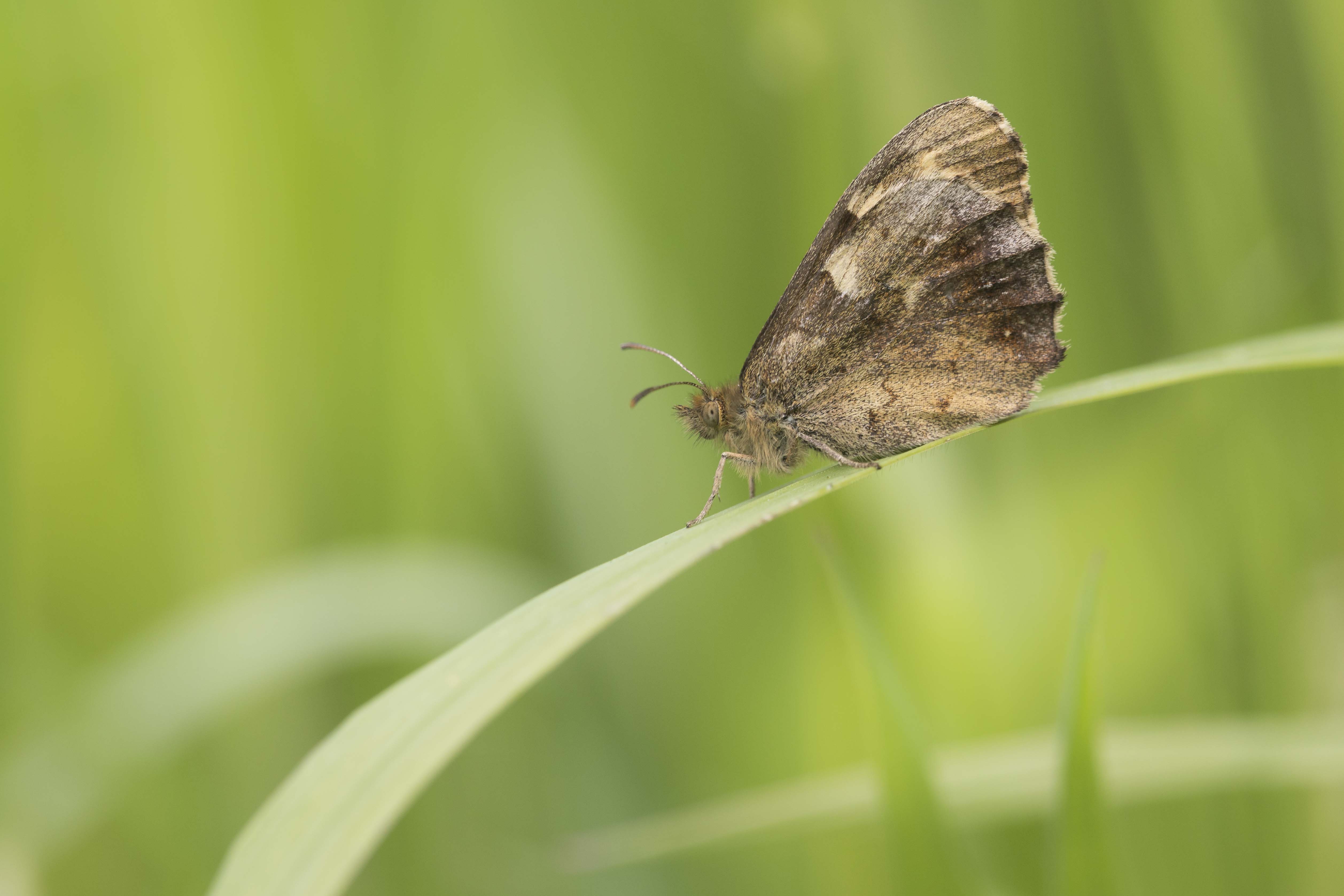 Speckled wood  - Pararge aegeria