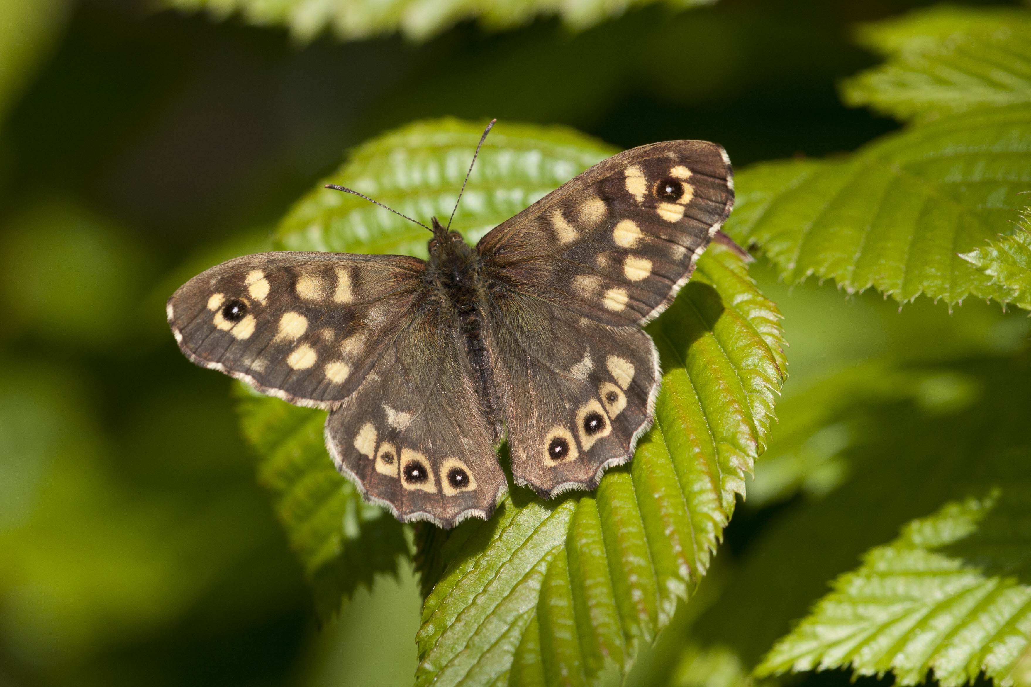 Speckled wood  - Pararge aegeria