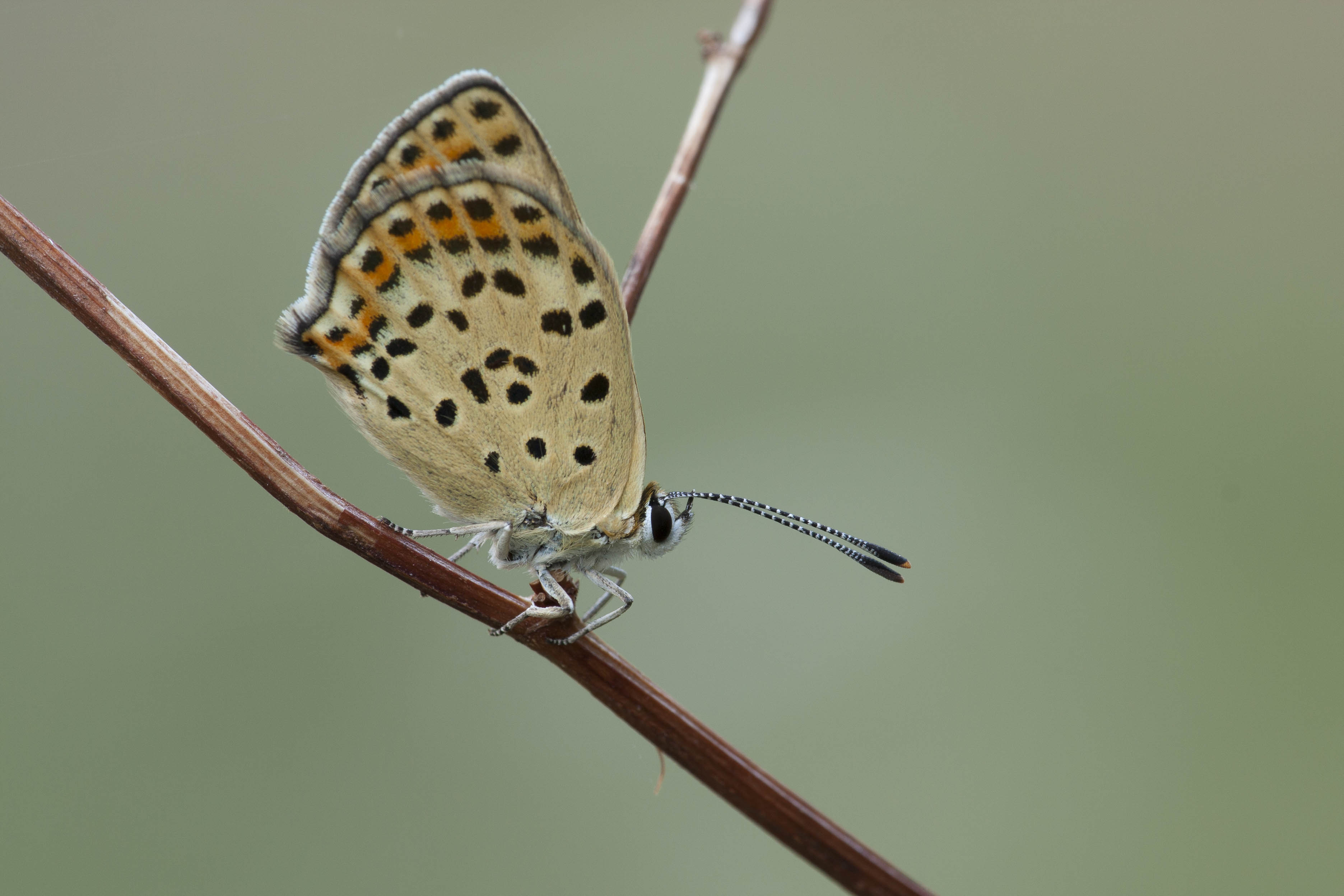 Sooty copper  - Lycaena tityrus
