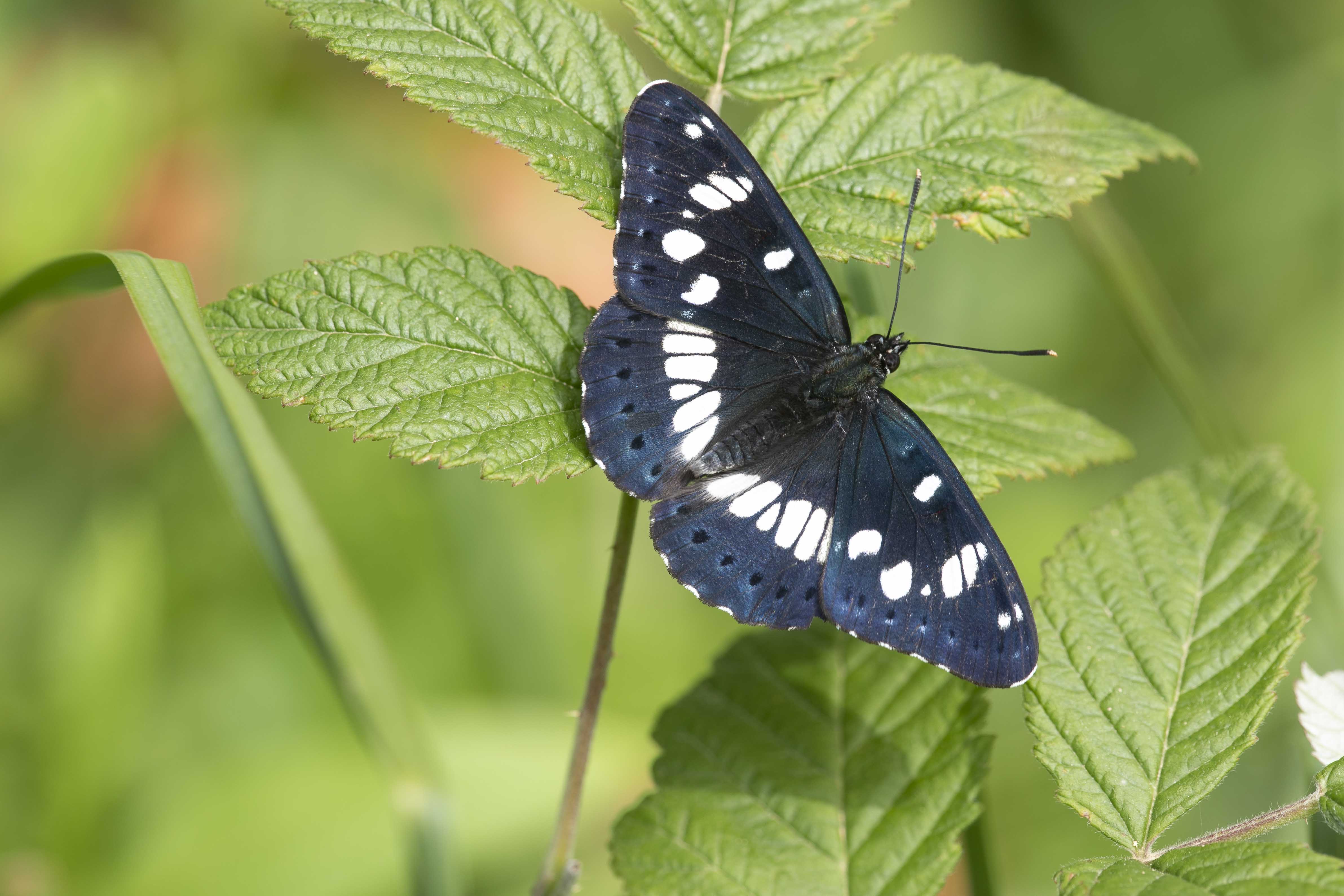 Southern white admiral  (Limenitis reducta)