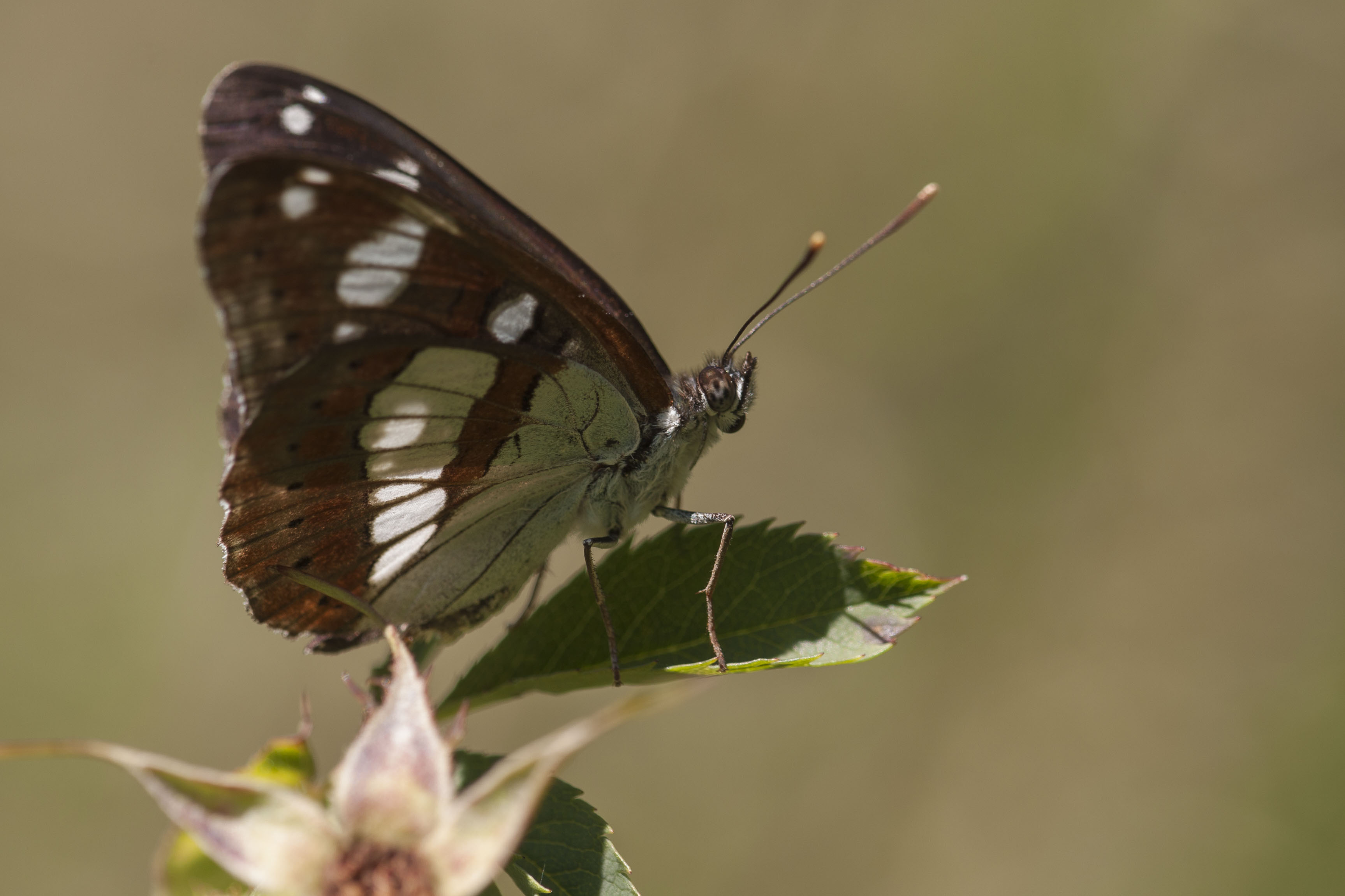 Southern white admiral  - Limenitis reducta