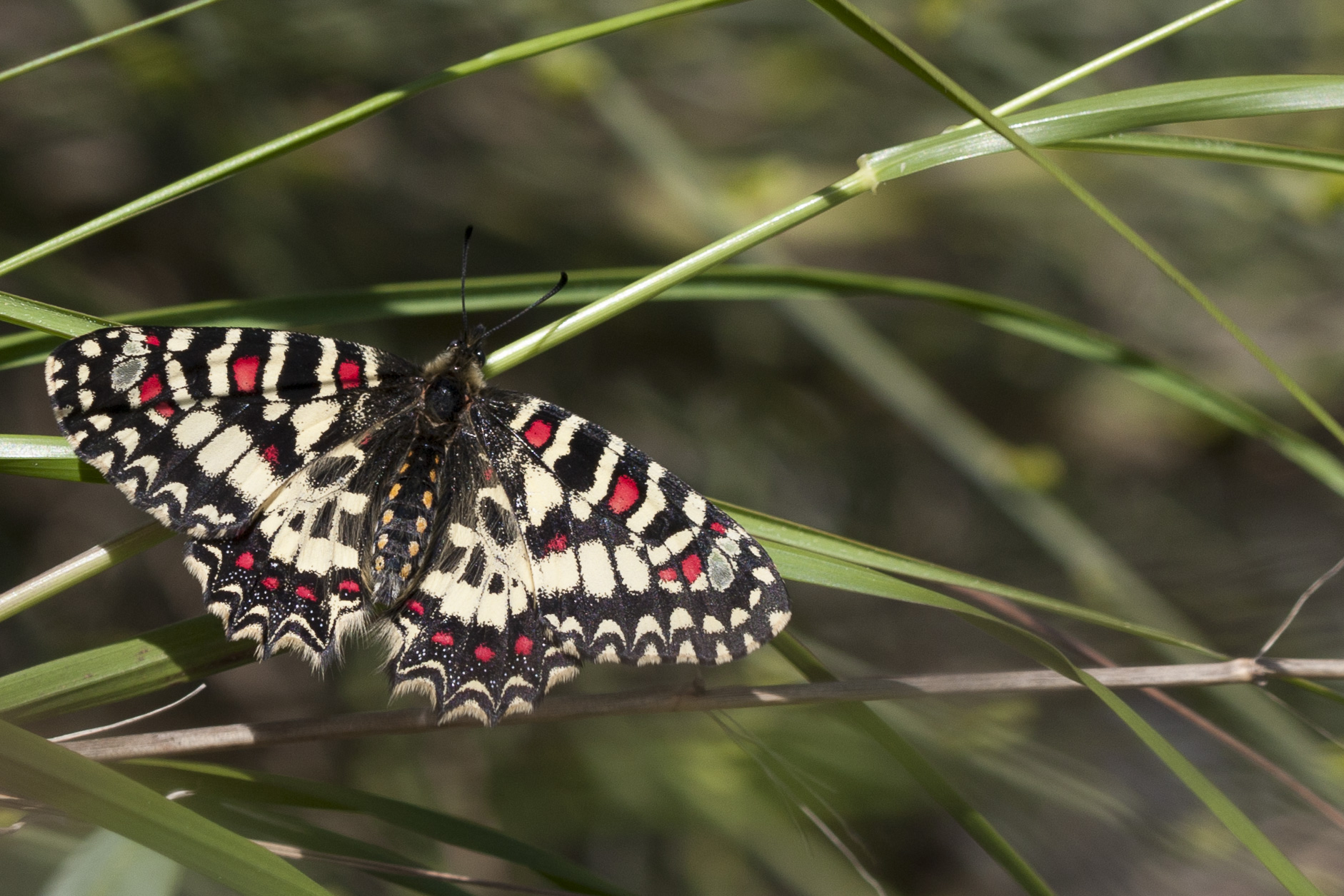Spaanse Pijpbloemvlinder  - Zerynthia rumina