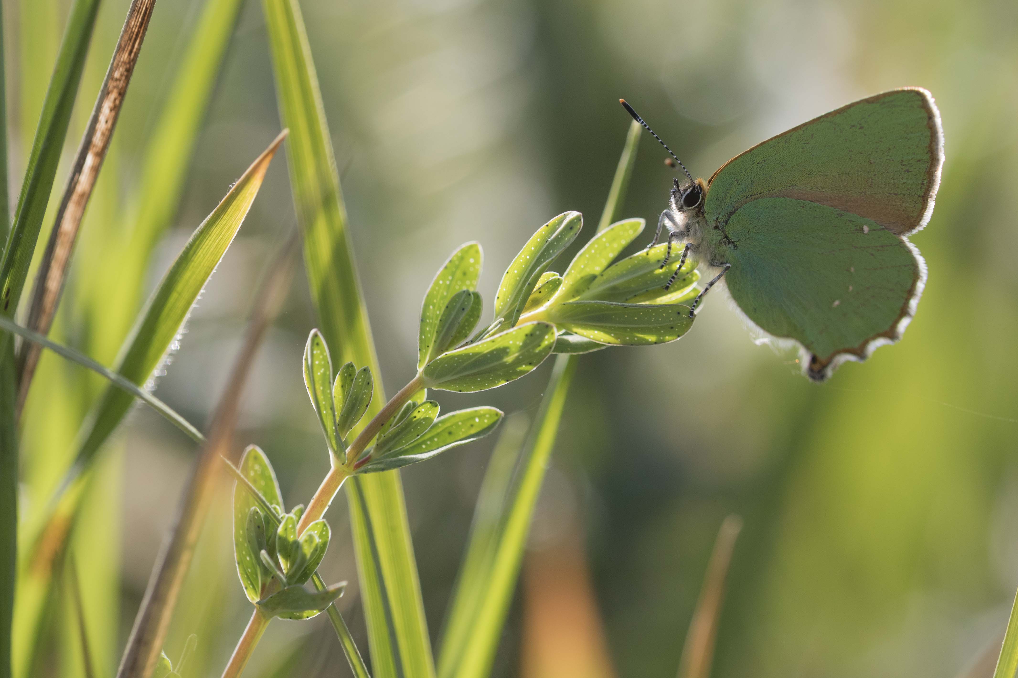 Green hairstreak  - Callophrys rubi