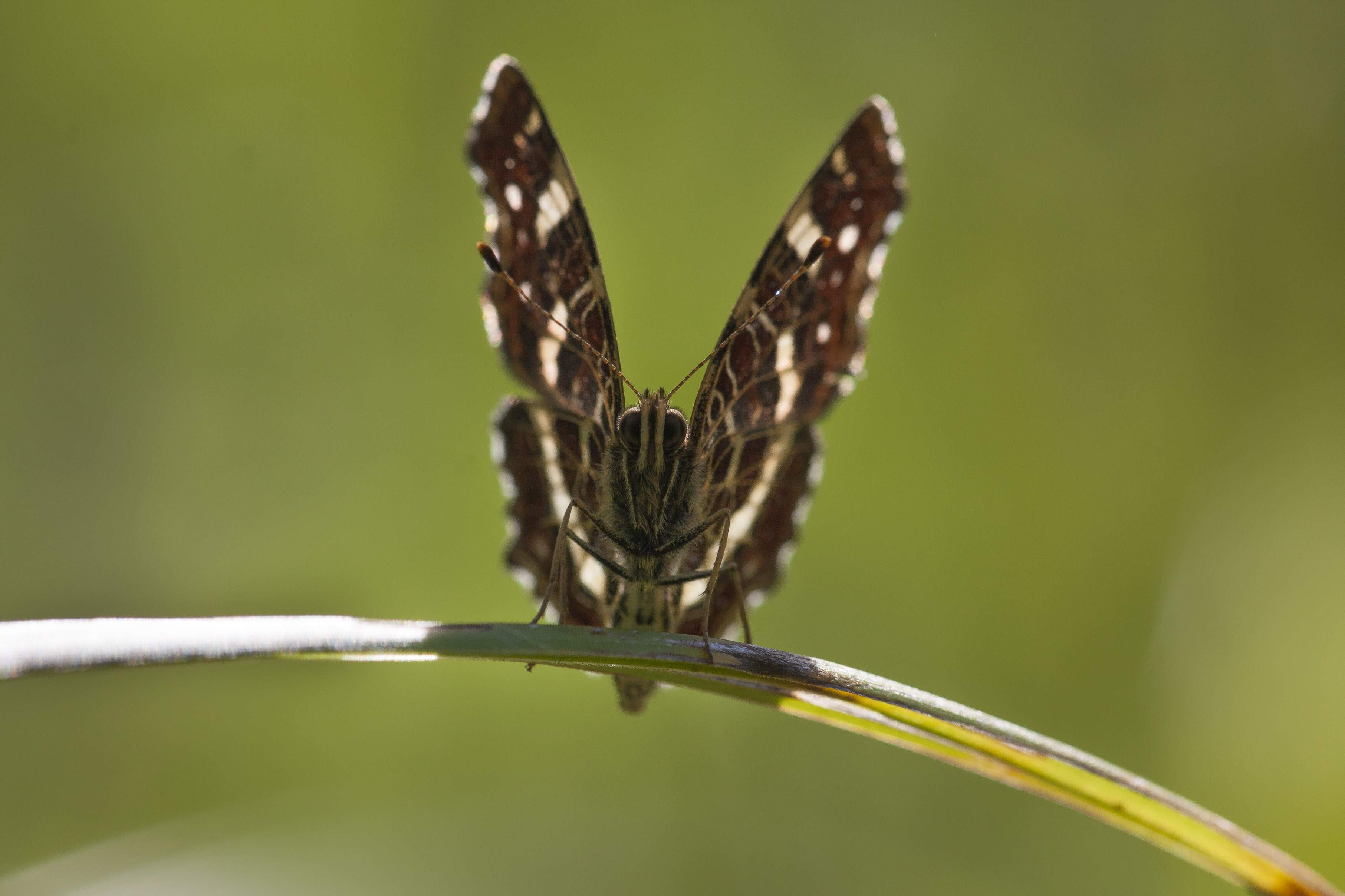 Map butterfly  - Araschnia levana