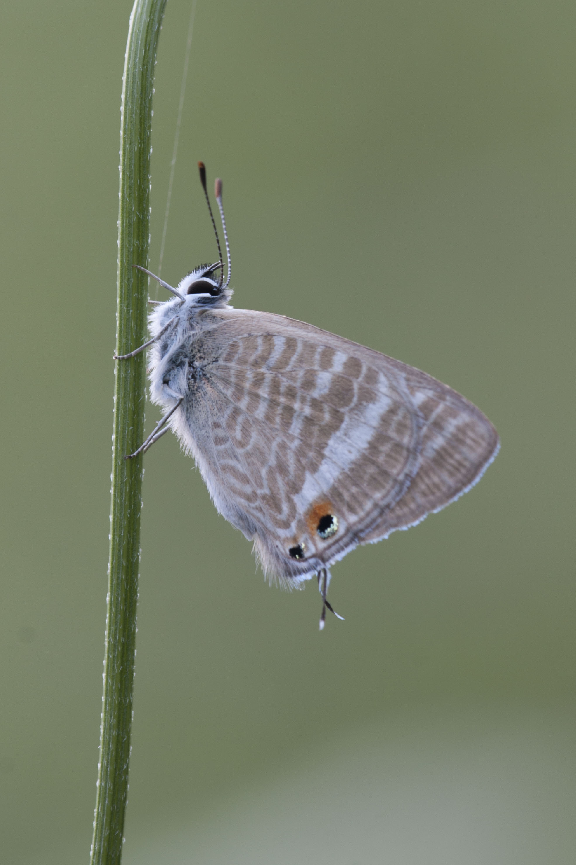 Long tailed blue  - Lampides boeticus