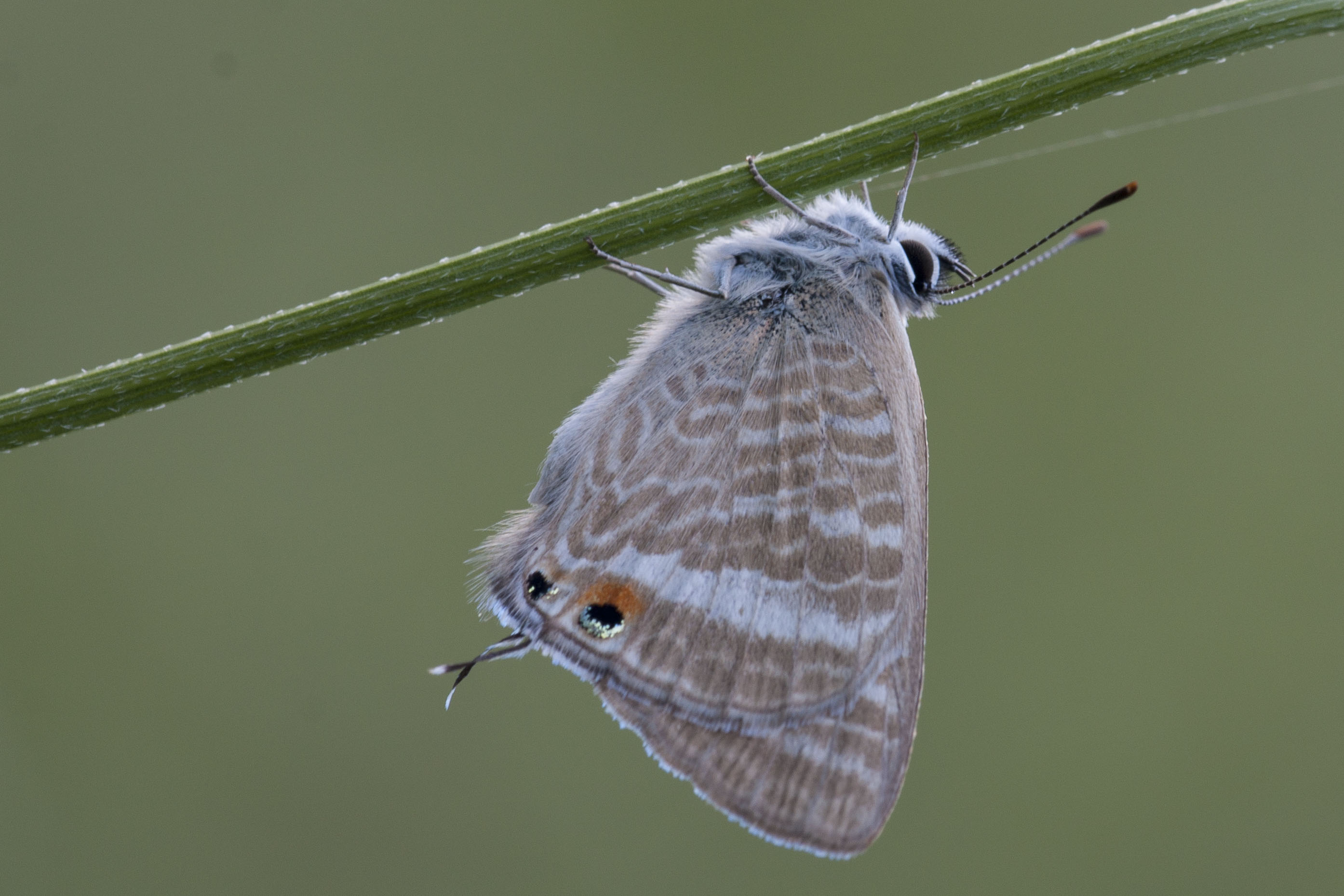 Long tailed blue  - Lampides boeticus