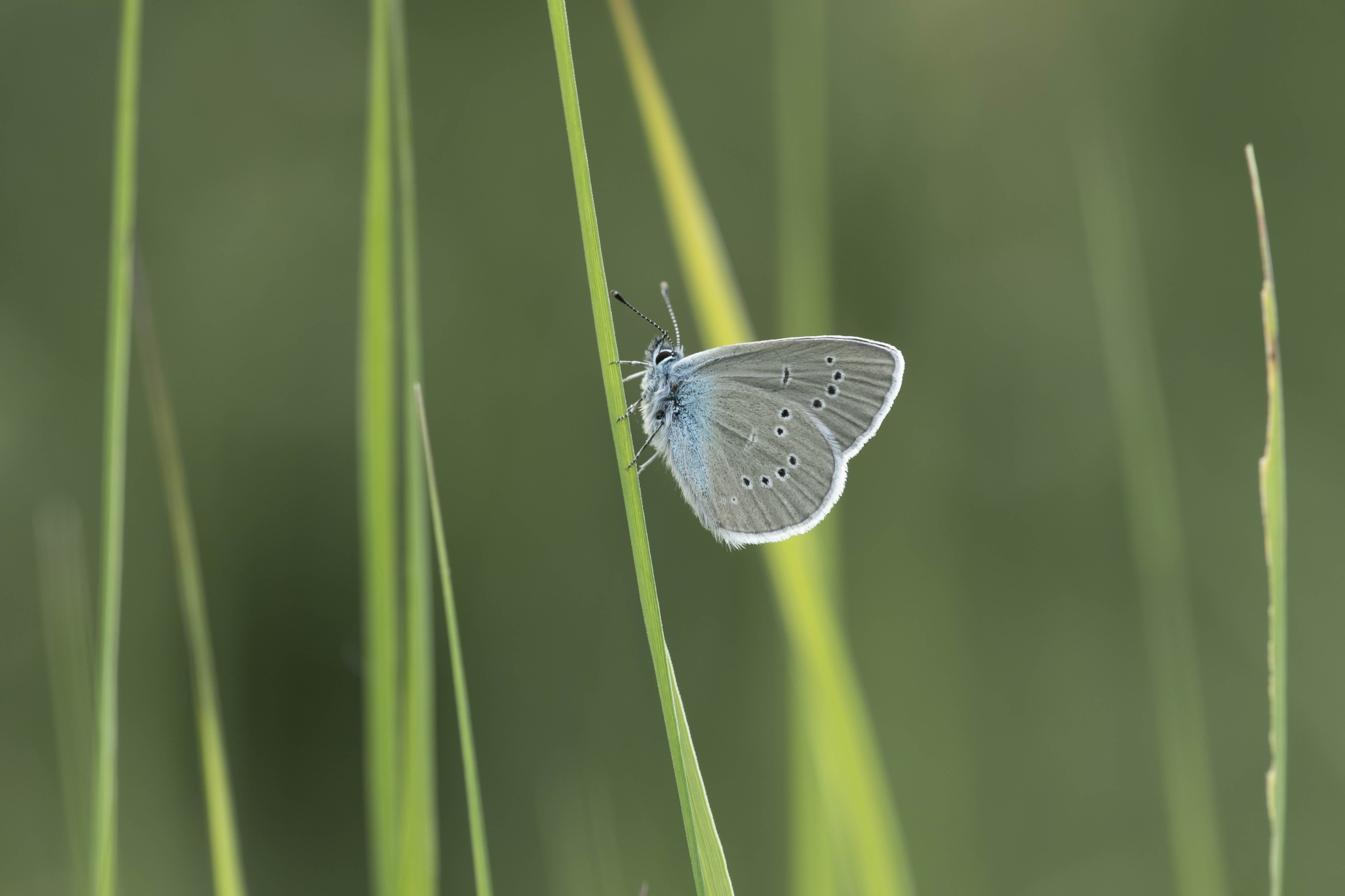 Mazarine blue  (Cyaniris semiargus)