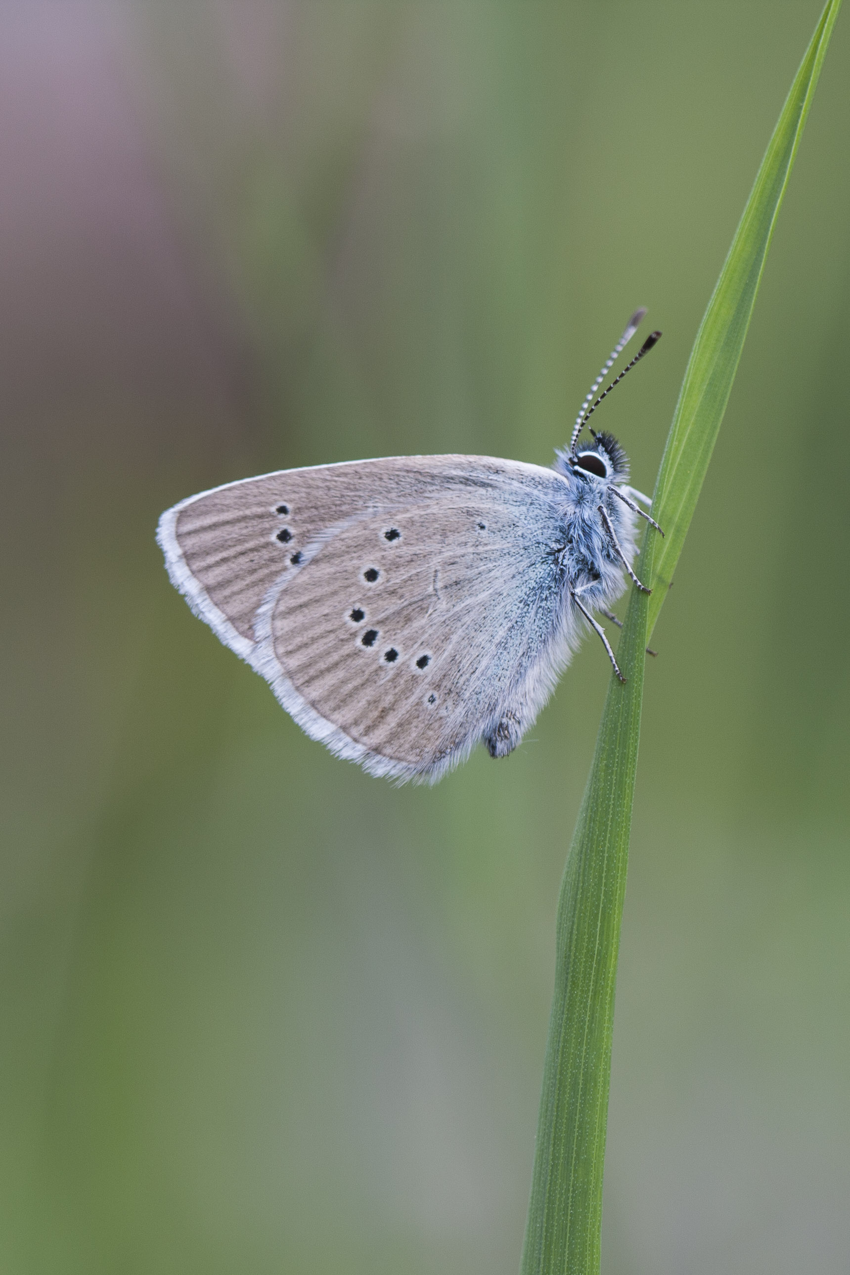 Mazarine blue  - Cyaniris semiargus