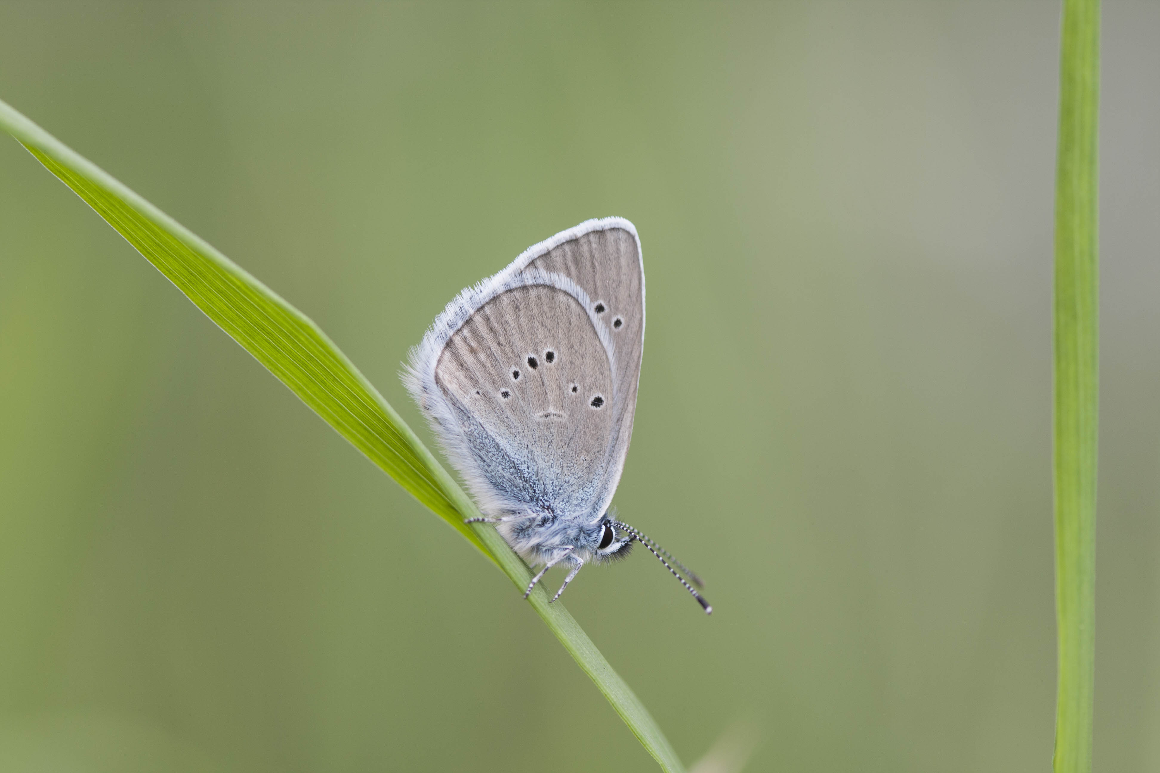 Mazarine blue  - Cyaniris semiargus