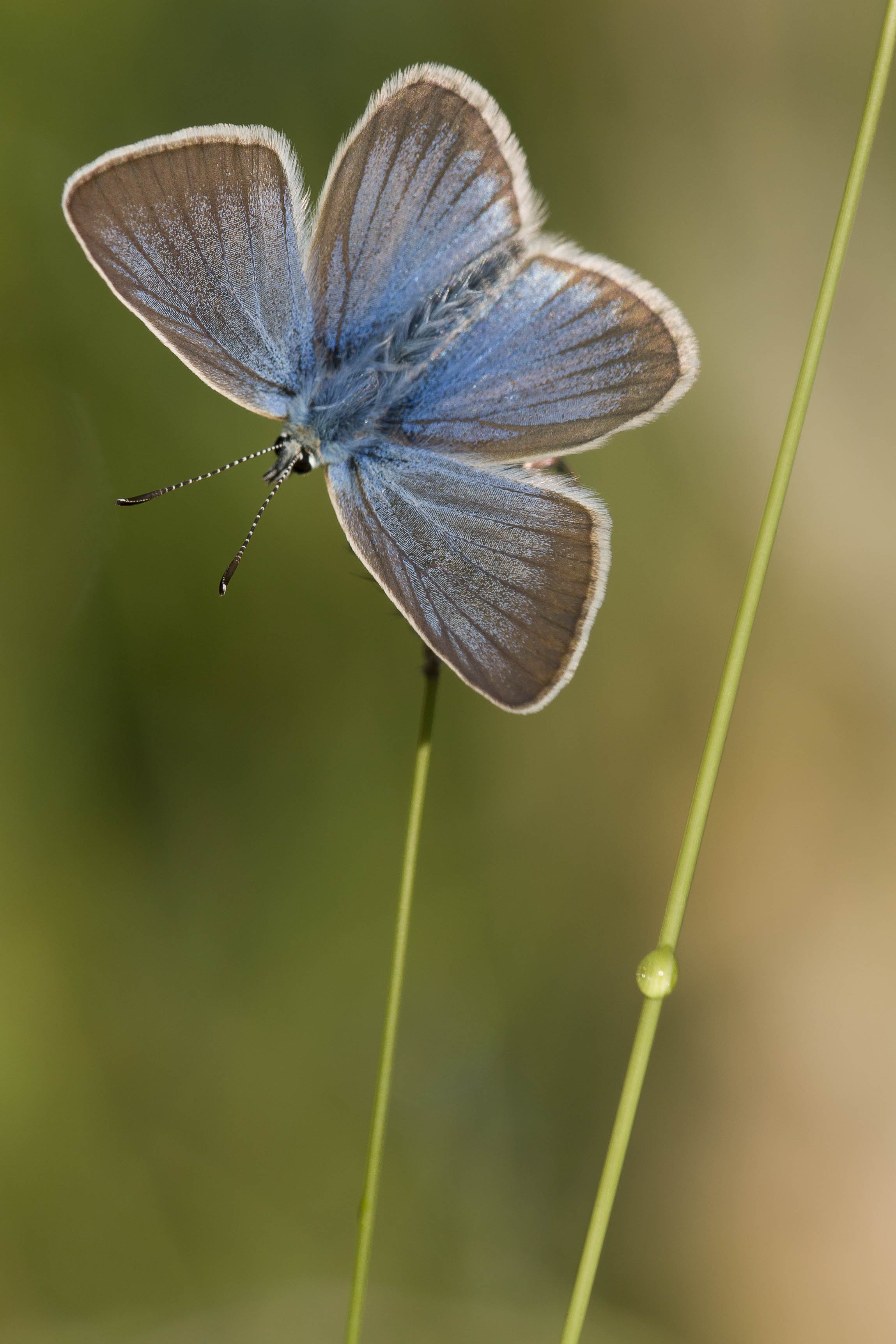 Damon blue  - Polyommatus damon
