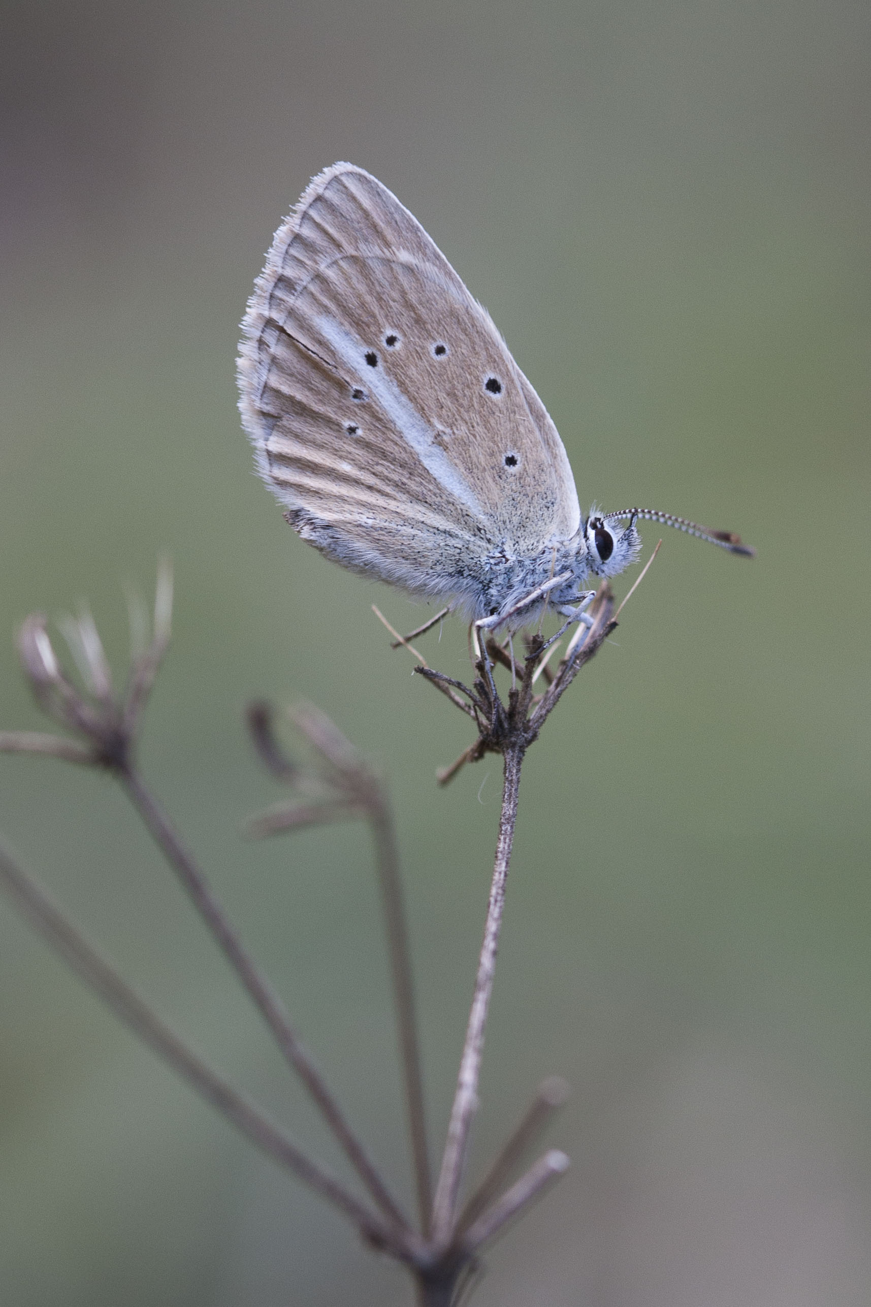 Damon blue  - Polyommatus damon